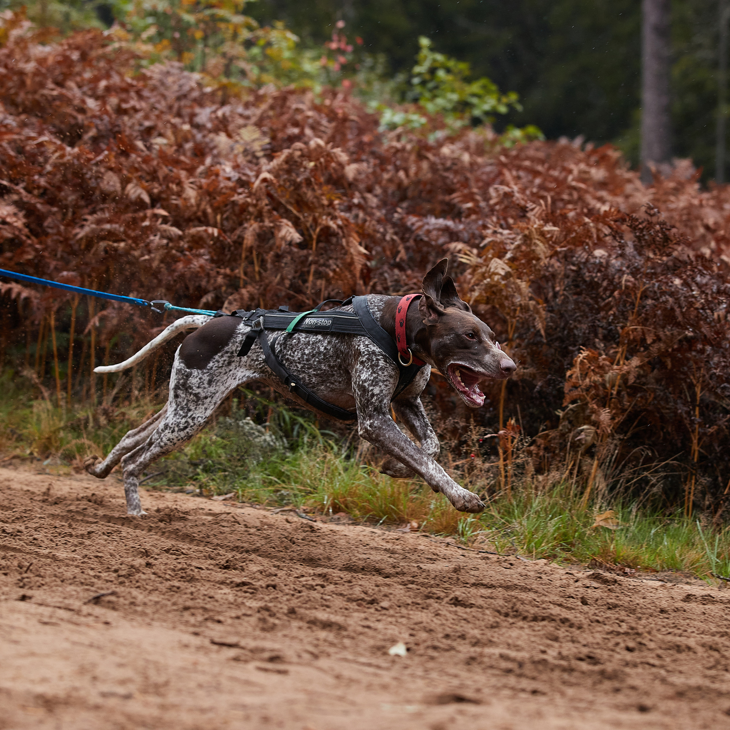 ЧЕМПИОНАТ РОССИИ РКФ 25–26 сентября 2021 г. ФОТОГРАФ-АНИМАЛИСТ l LANA POLYAKOVA
