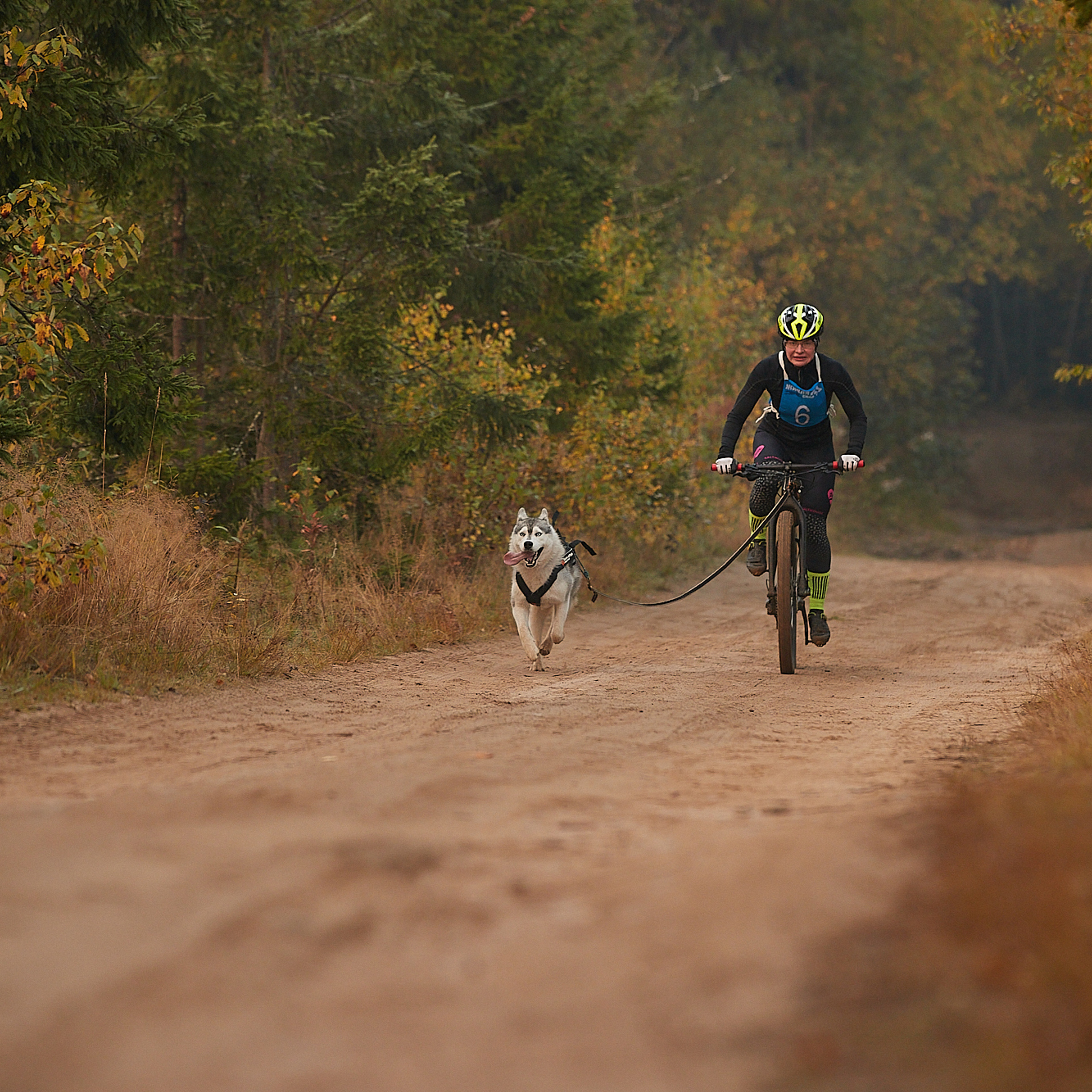 ЧЕМПИОНАТ РОССИИ РКФ 27 сентября 2020 г., 2й день. ФОТОГРАФ-АНИМАЛИСТ l LANA POLYAKOVA