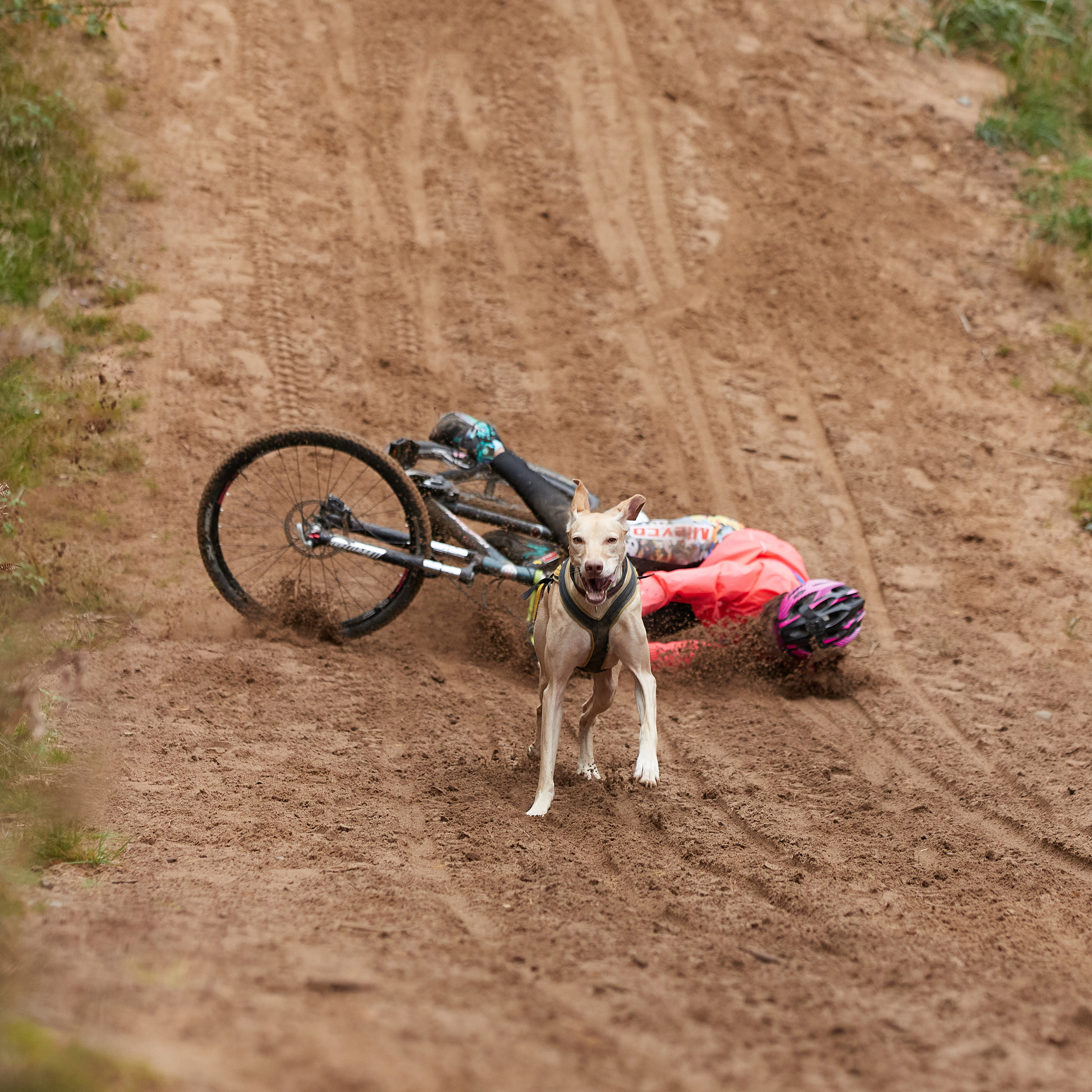 ЧЕМПИОНАТ РОССИИ РКФ 25–26 сентября 2021 г. ФОТОГРАФ-АНИМАЛИСТ l LANA POLYAKOVA