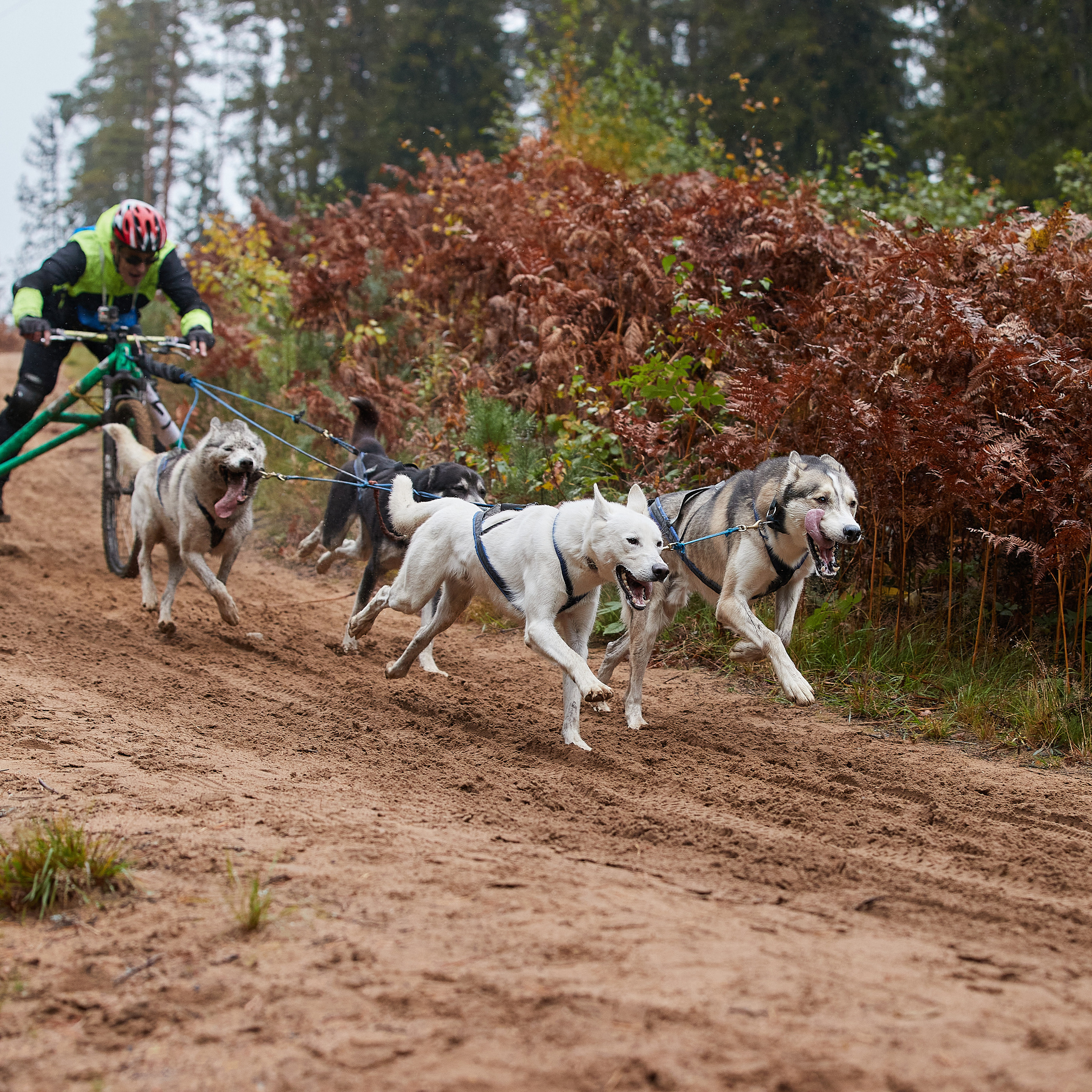 ЧЕМПИОНАТ РОССИИ РКФ 25–26 сентября 2021 г. ФОТОГРАФ-АНИМАЛИСТ l LANA POLYAKOVA