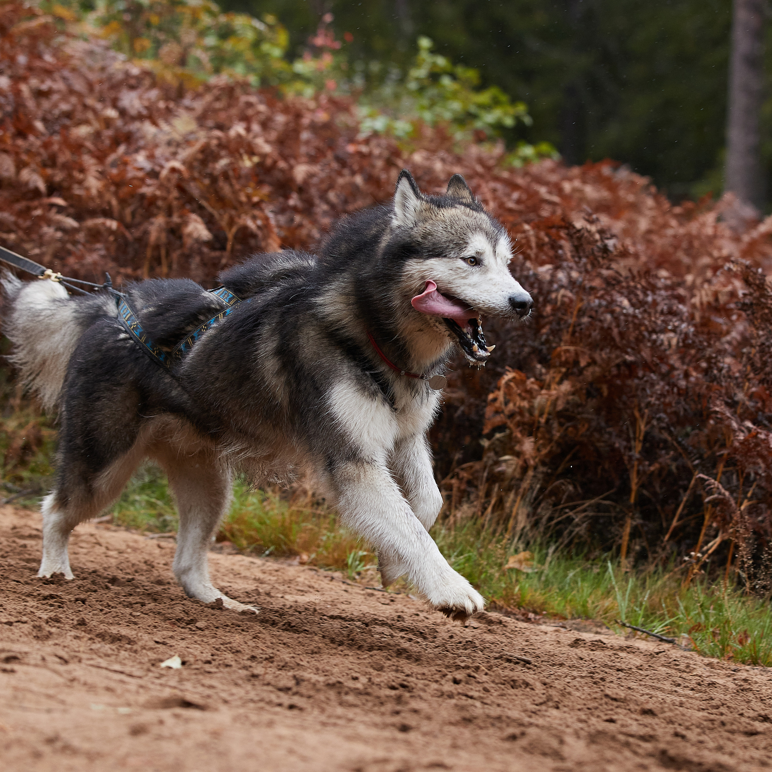 ЧЕМПИОНАТ РОССИИ РКФ 25–26 сентября 2021 г. ФОТОГРАФ-АНИМАЛИСТ l LANA POLYAKOVA