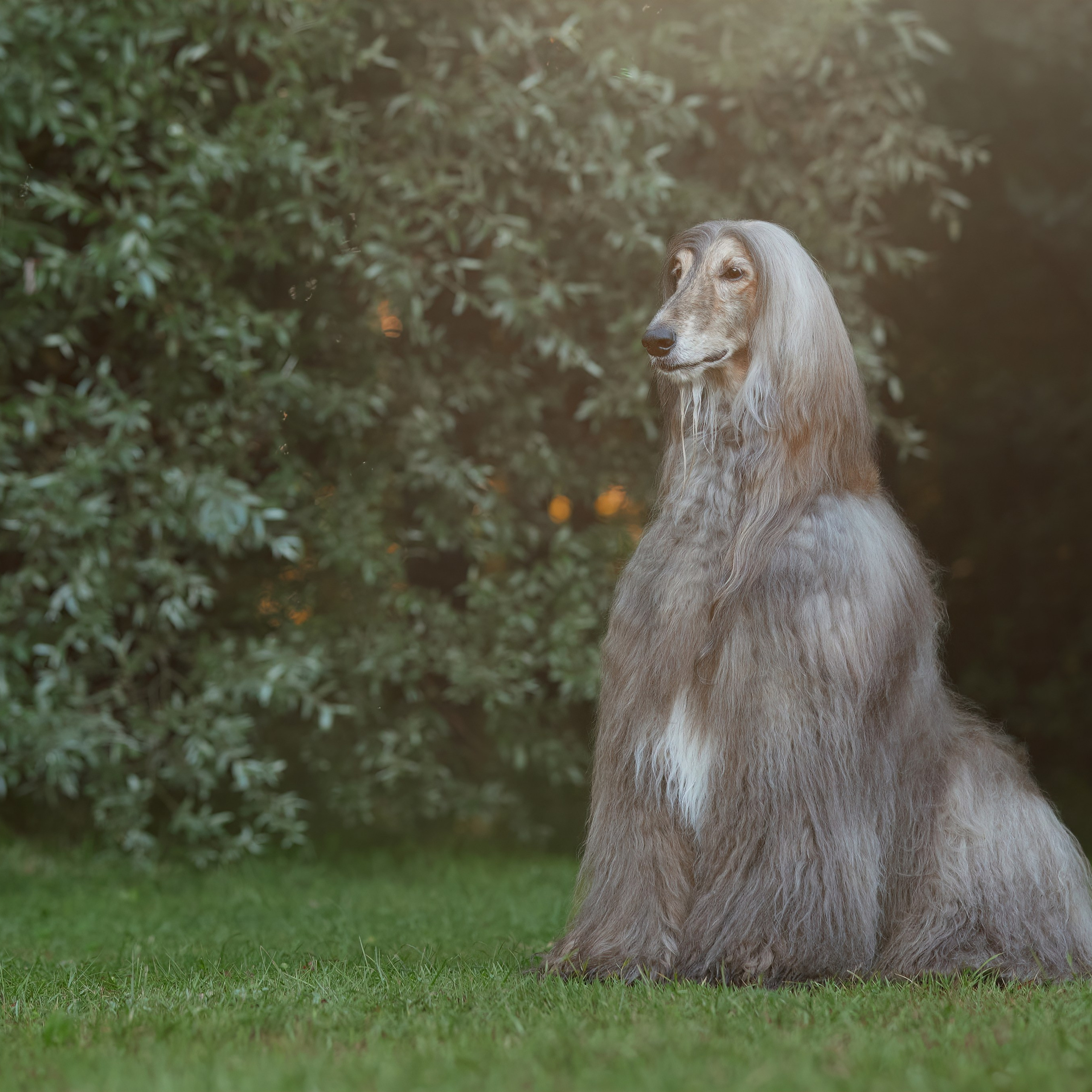 Фотопрогулка с афганами. ФОТОГРАФ-АНИМАЛИСТ l LANA POLYAKOVA