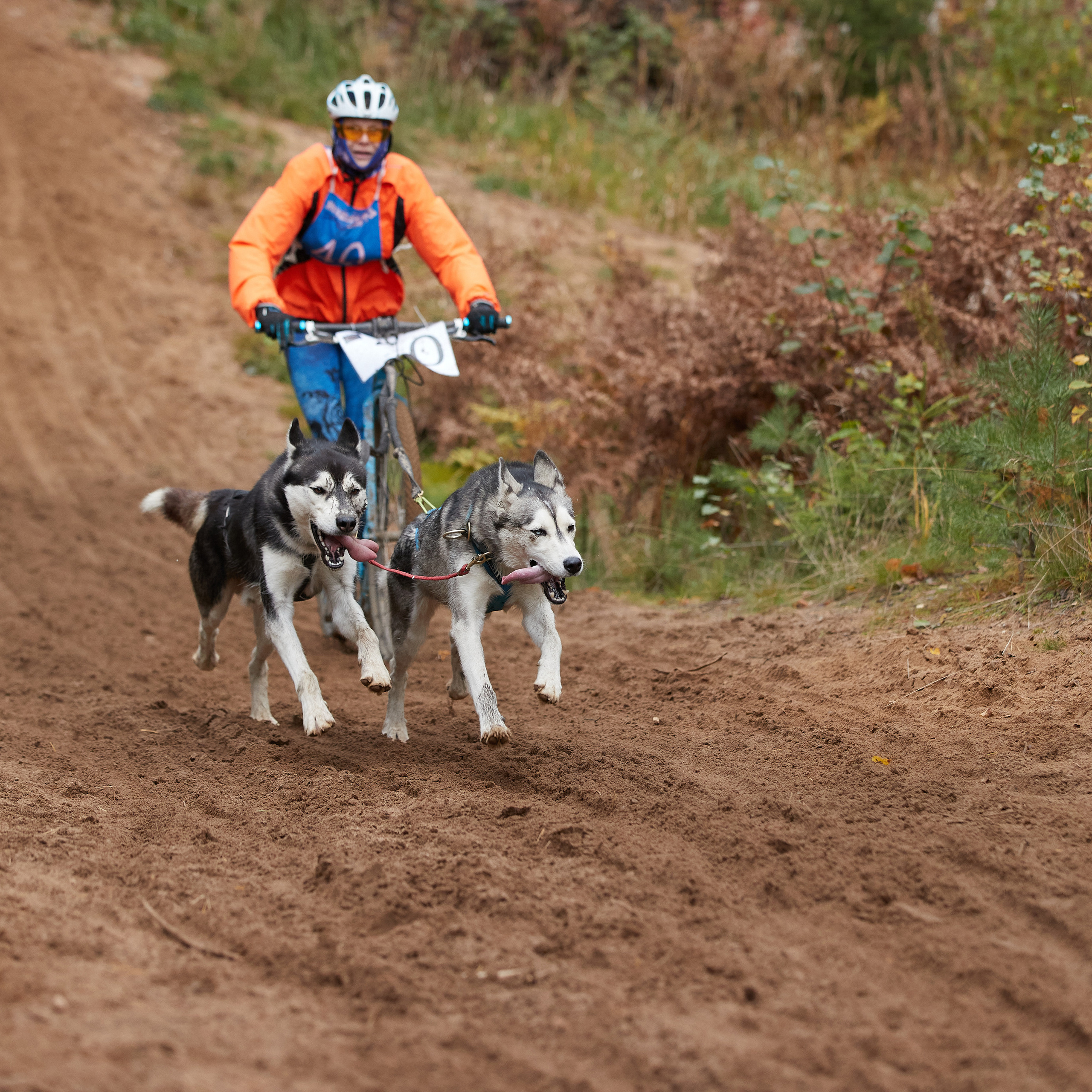 ЧЕМПИОНАТ РОССИИ РКФ 25–26 сентября 2021 г. ФОТОГРАФ-АНИМАЛИСТ l LANA POLYAKOVA