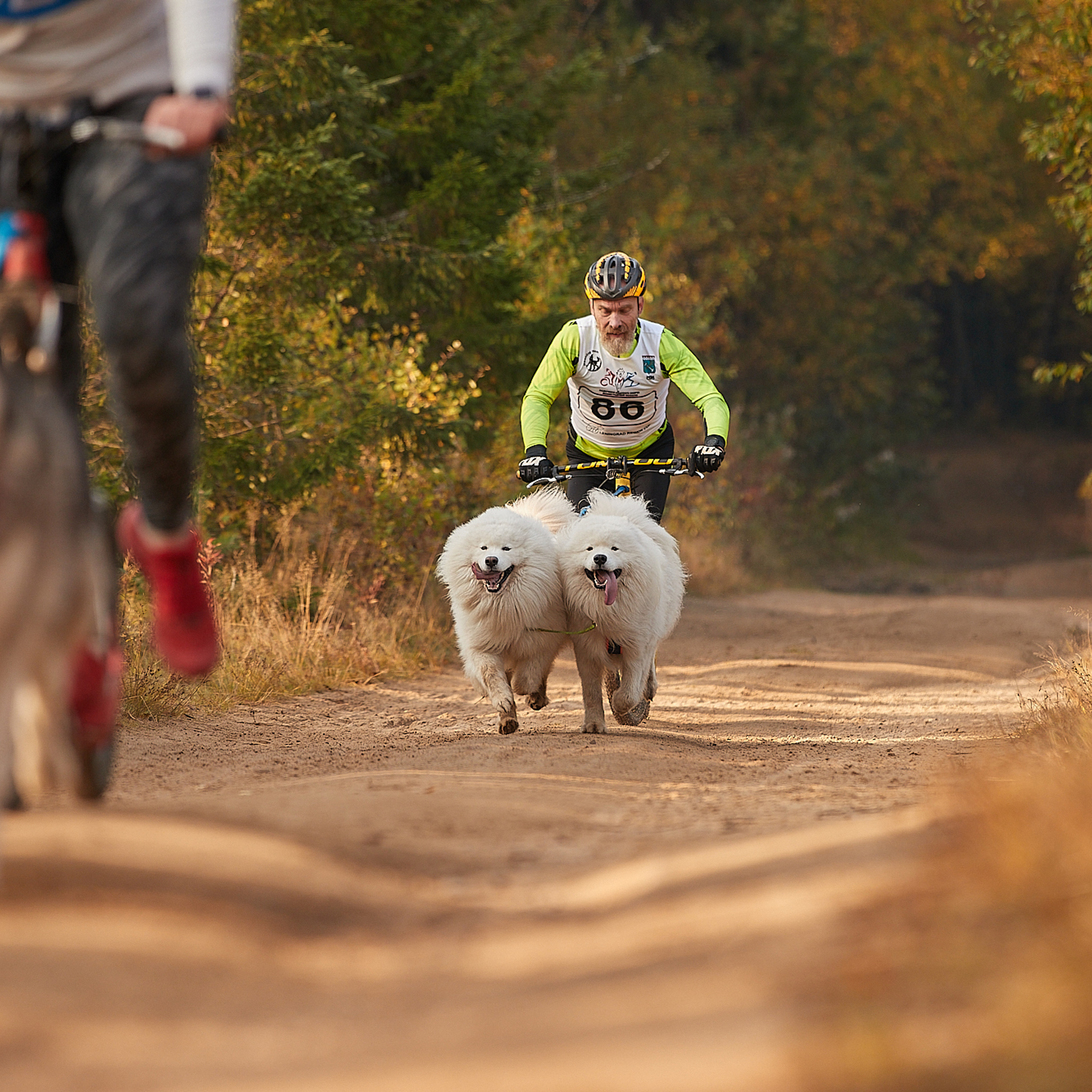 ЧЕМПИОНАТ РОССИИ РКФ 27 сентября 2020 г., 2й день. ФОТОГРАФ-АНИМАЛИСТ l LANA POLYAKOVA