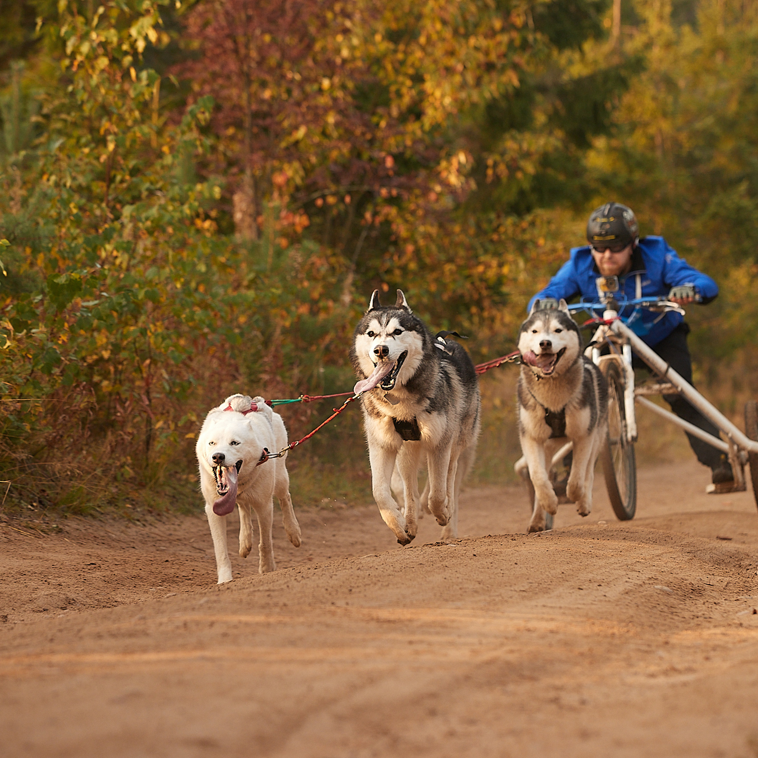 ЧЕМПИОНАТ РОССИИ РКФ 27 сентября 2020 г., 2й день. ФОТОГРАФ-АНИМАЛИСТ l LANA POLYAKOVA