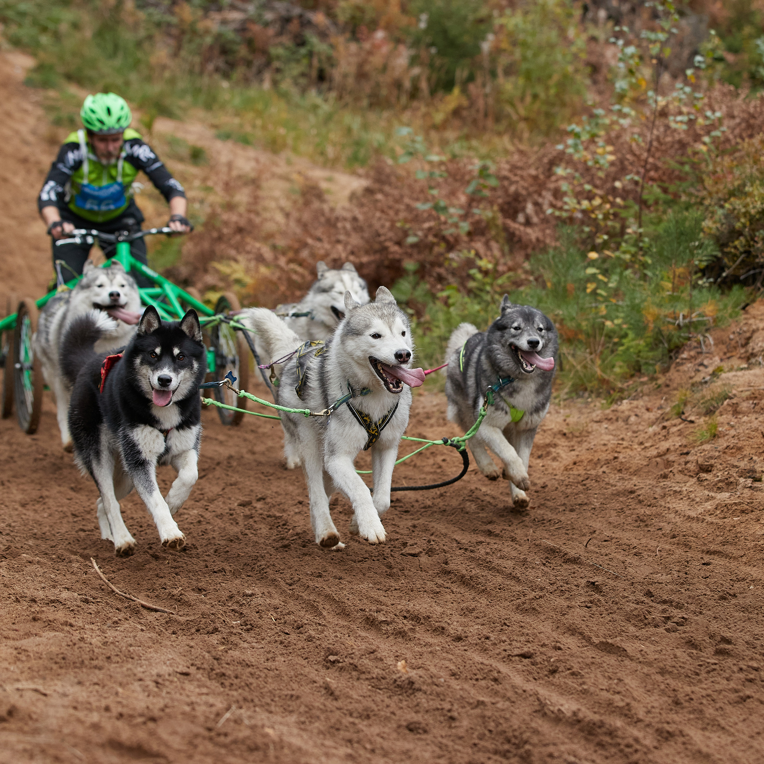 ЧЕМПИОНАТ РОССИИ РКФ 25–26 сентября 2021 г. ФОТОГРАФ-АНИМАЛИСТ l LANA POLYAKOVA