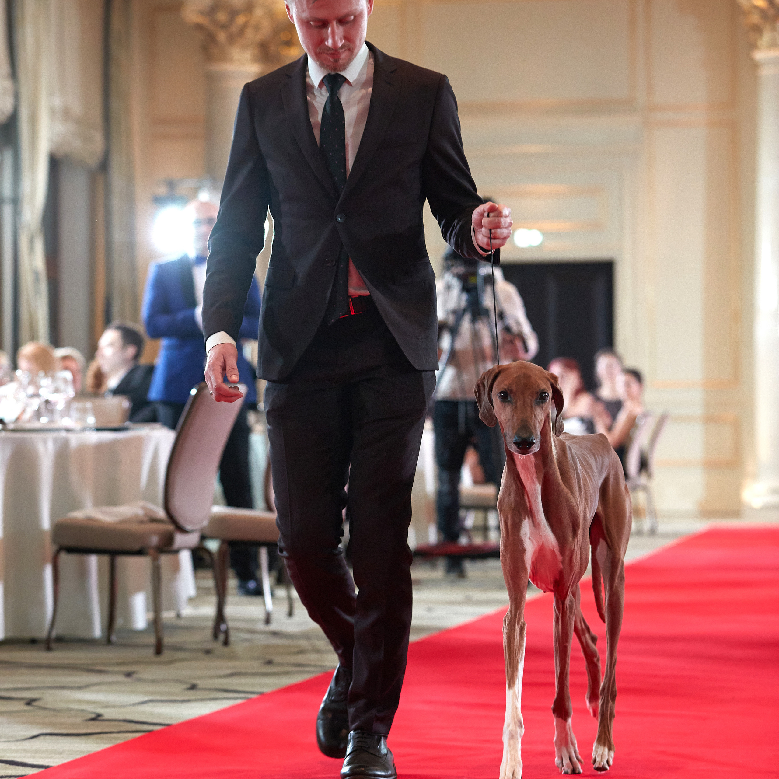 Репортаж с церемонии «BEST RUSSIAN DOG 2022». ФОТОГРАФ-АНИМАЛИСТ l LANA POLYAKOVA