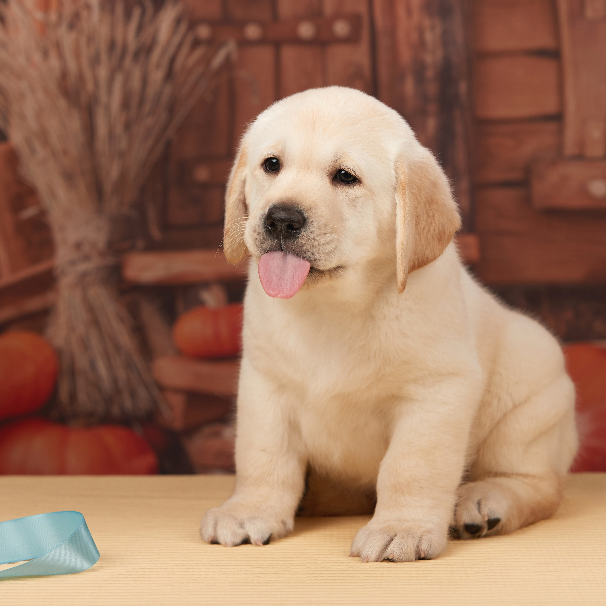 🍁Осенний лялькопад 🍁. ФОТОГРАФ-АНИМАЛИСТ l LANA POLYAKOVA