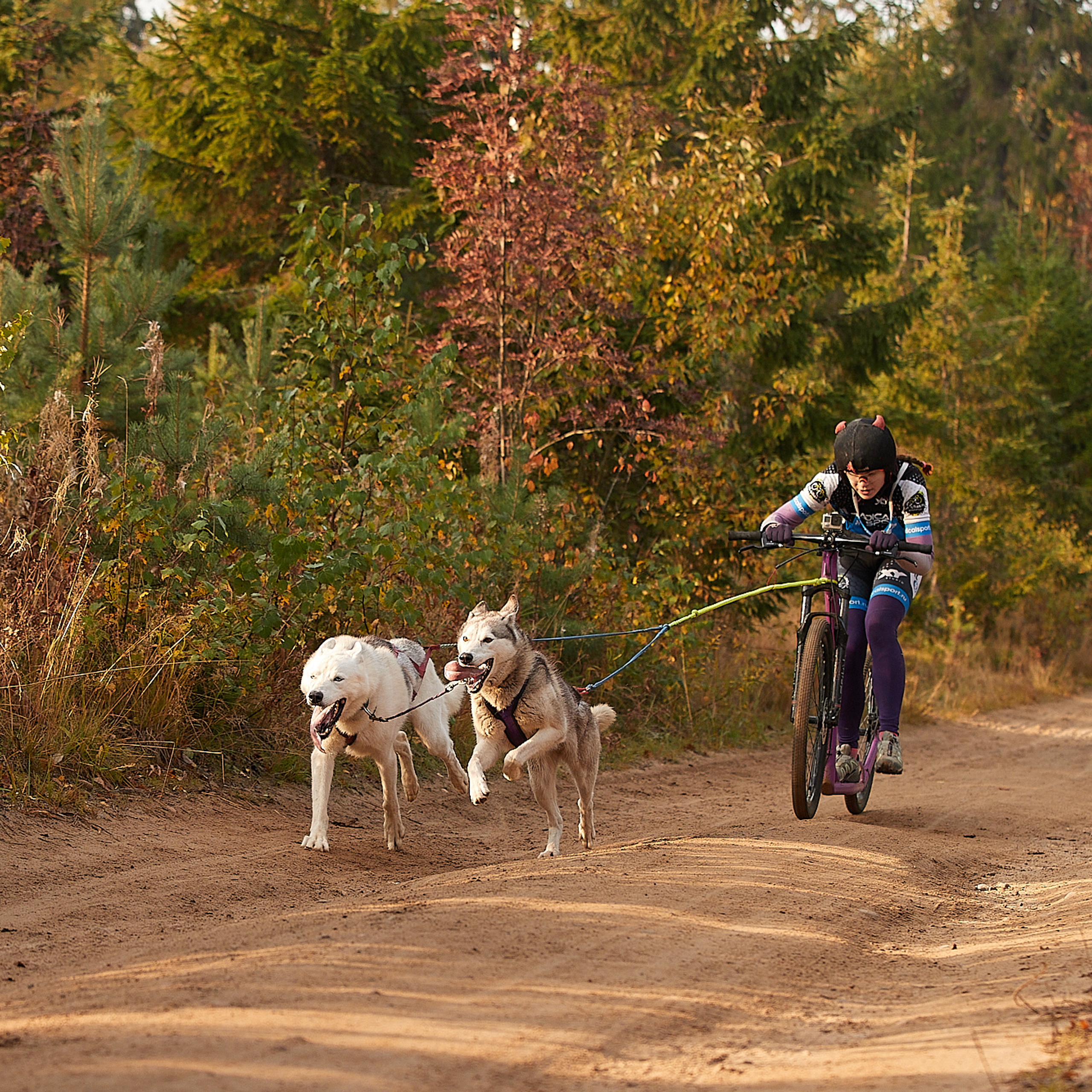ЧЕМПИОНАТ РОССИИ РКФ 27 сентября 2020 г., 2й день. ФОТОГРАФ-АНИМАЛИСТ l LANA POLYAKOVA