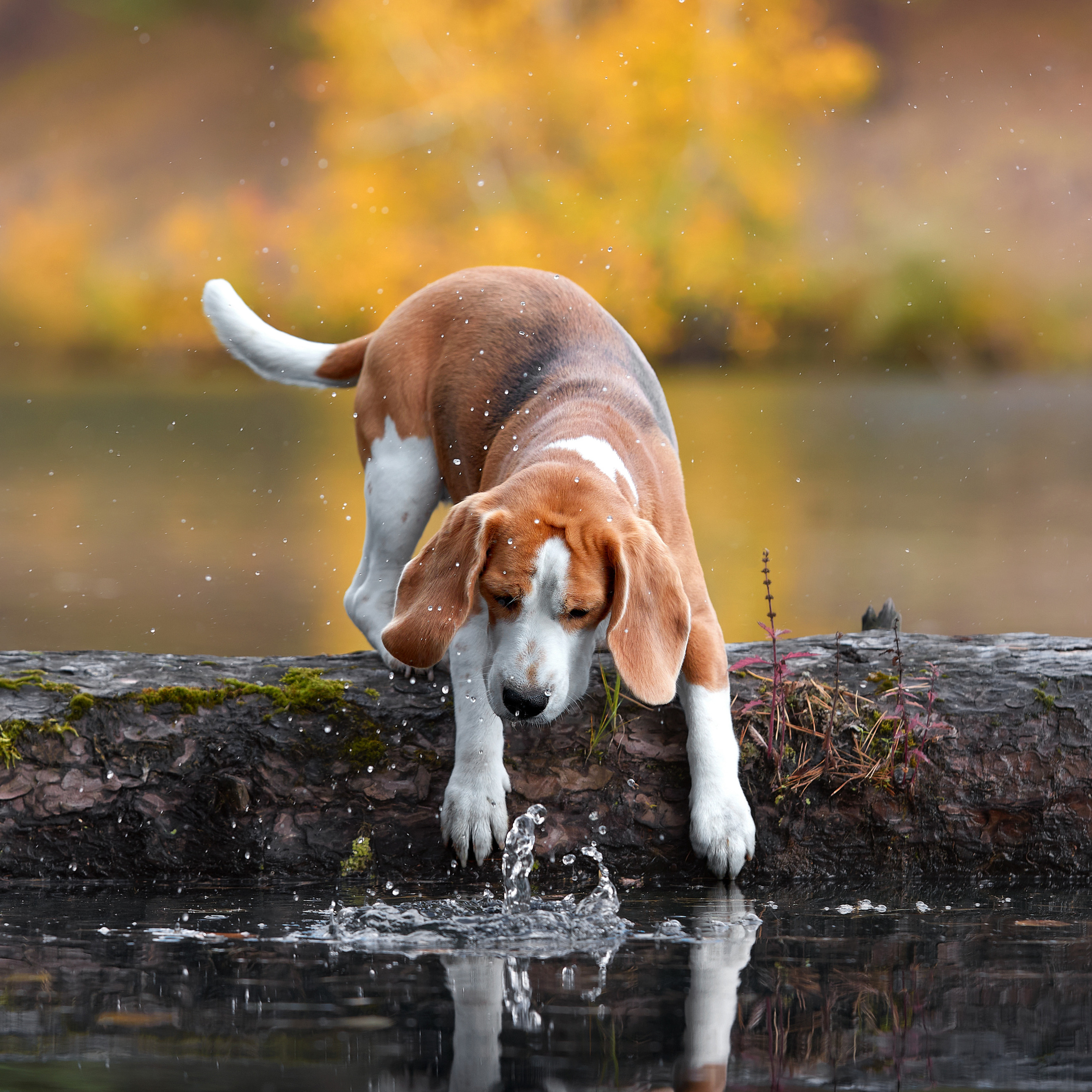 Путешествие к Байкалу. Фотосессии в Иркутске. ФОТОГРАФ-АНИМАЛИСТ l LANA POLYAKOVA