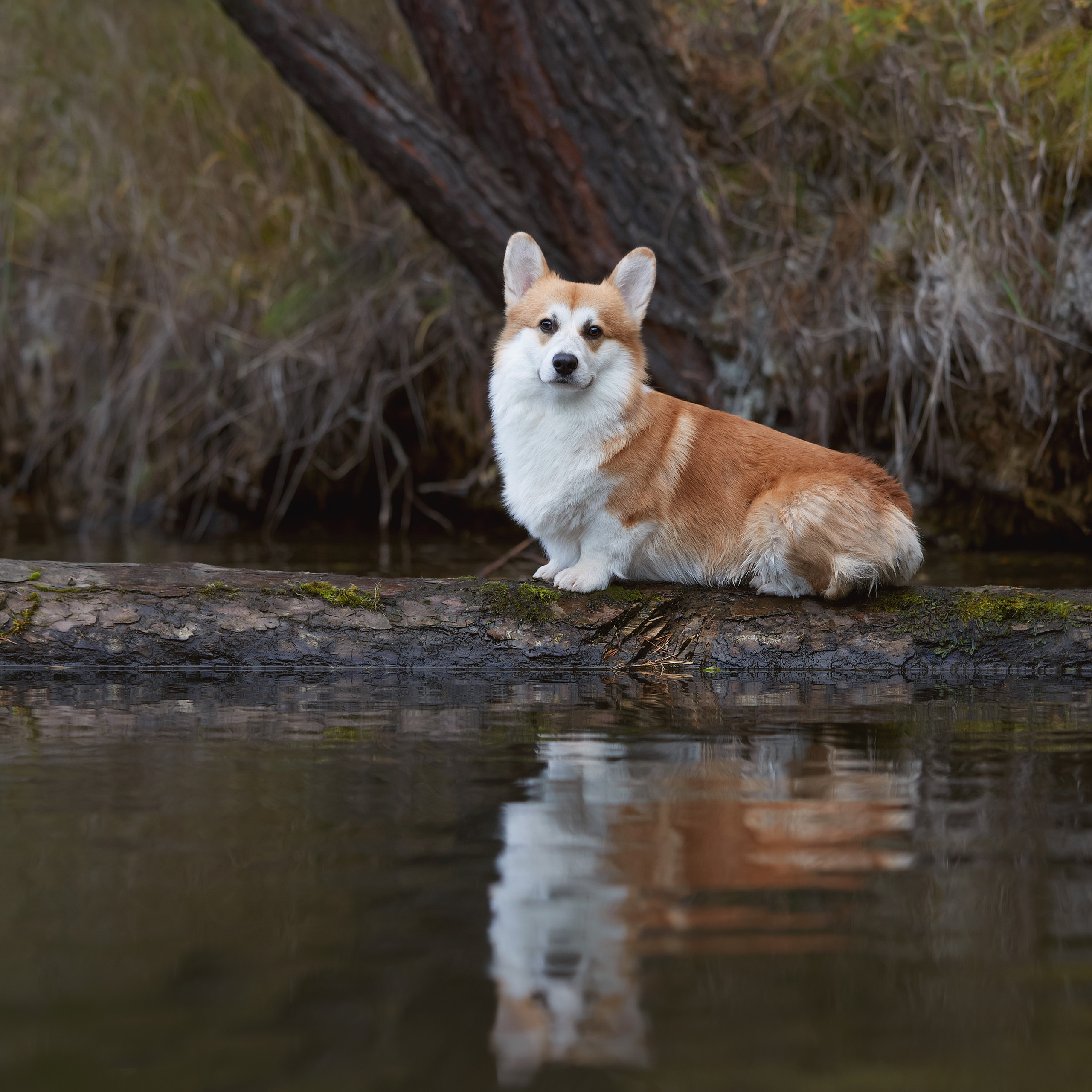 Путешествие к Байкалу. Фотосессии в Иркутске. ФОТОГРАФ-АНИМАЛИСТ l LANA POLYAKOVA