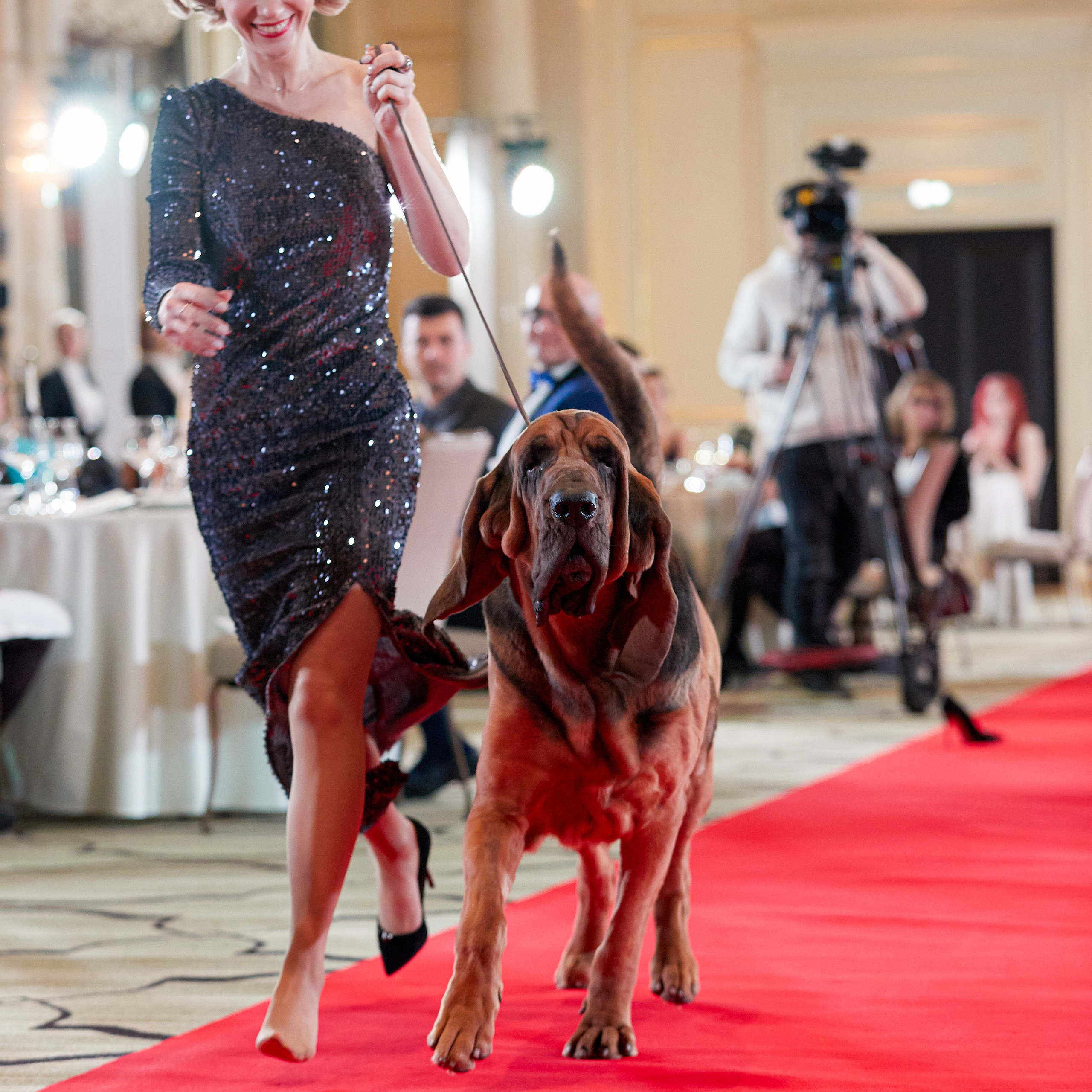 Репортаж с церемонии «BEST RUSSIAN DOG 2022». ФОТОГРАФ-АНИМАЛИСТ l LANA POLYAKOVA
