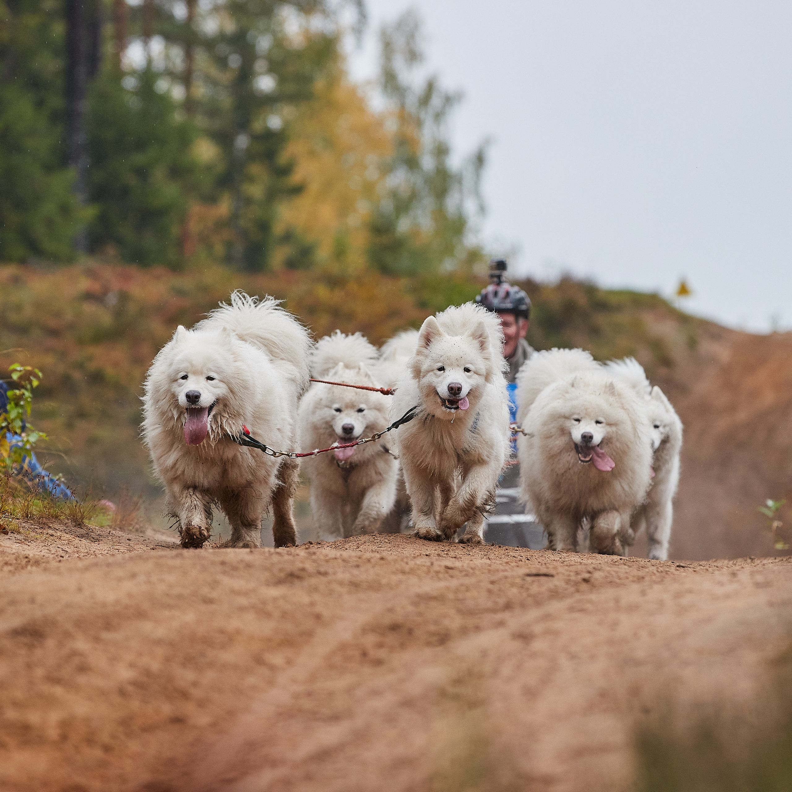 ЧЕМПИОНАТ РОССИИ РКФ 25–26 сентября 2021 г. ФОТОГРАФ-АНИМАЛИСТ l LANA POLYAKOVA