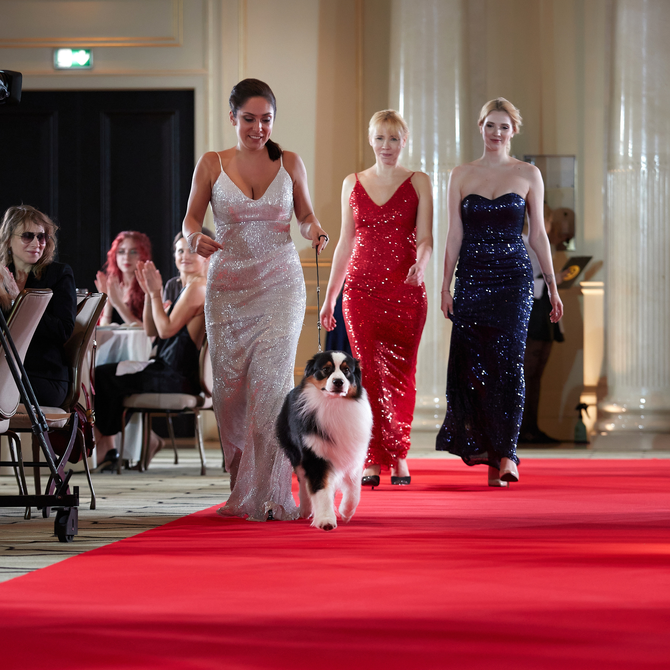 Репортаж с церемонии «BEST RUSSIAN DOG 2022». ФОТОГРАФ-АНИМАЛИСТ l LANA POLYAKOVA