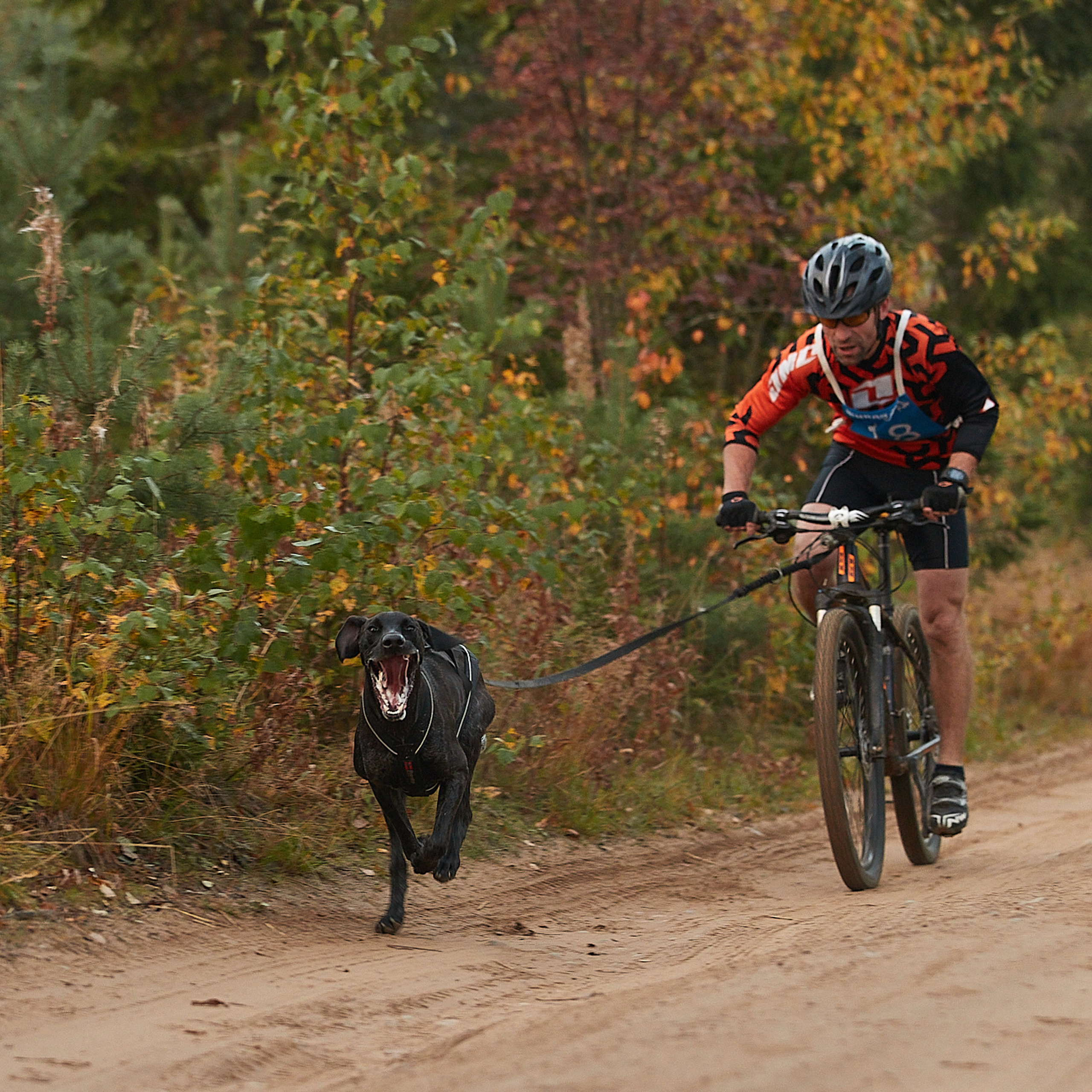 ЧЕМПИОНАТ РОССИИ РКФ 27 сентября 2020 г., 2й день. ФОТОГРАФ-АНИМАЛИСТ l LANA POLYAKOVA