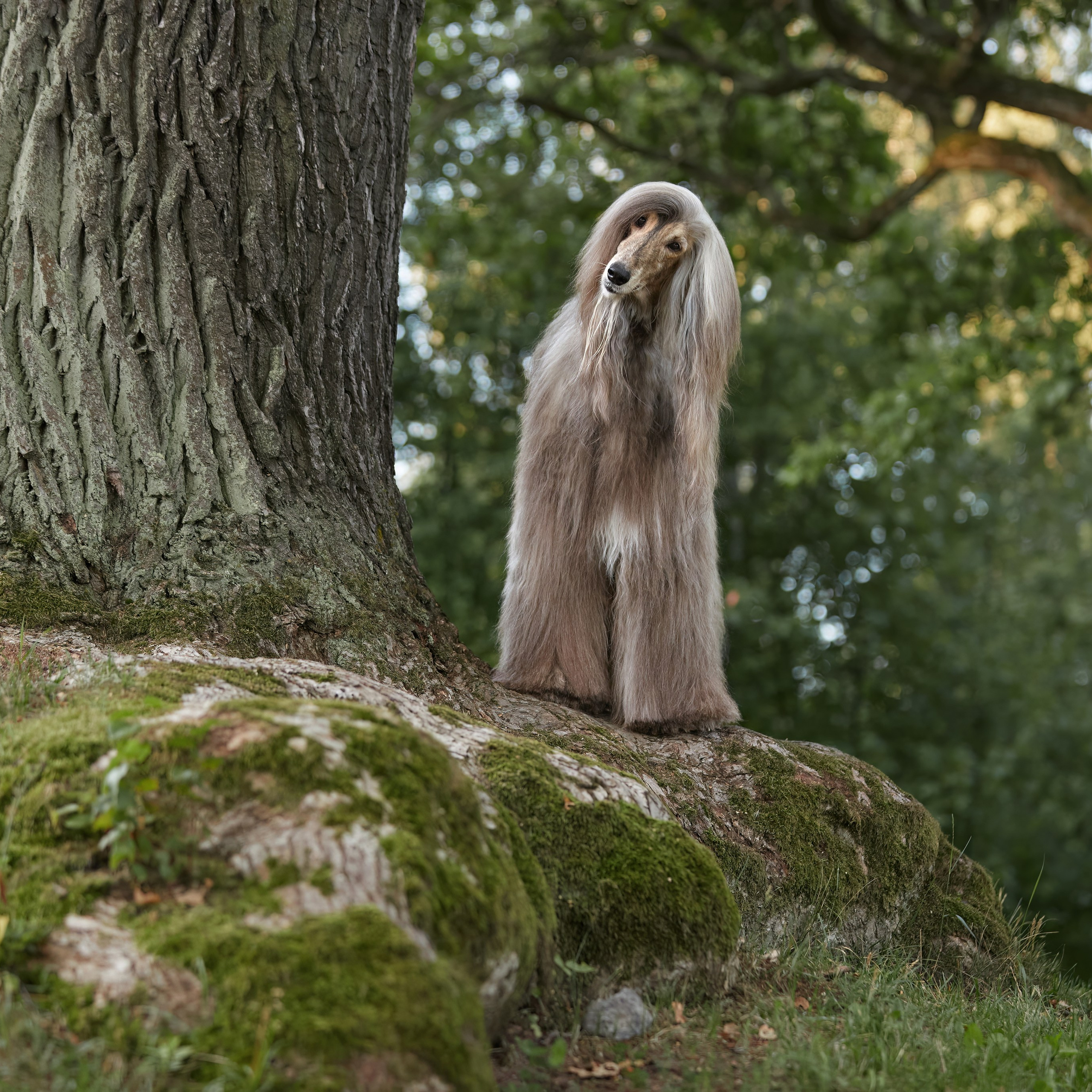 Фотопрогулка с афганами. ФОТОГРАФ-АНИМАЛИСТ l LANA POLYAKOVA