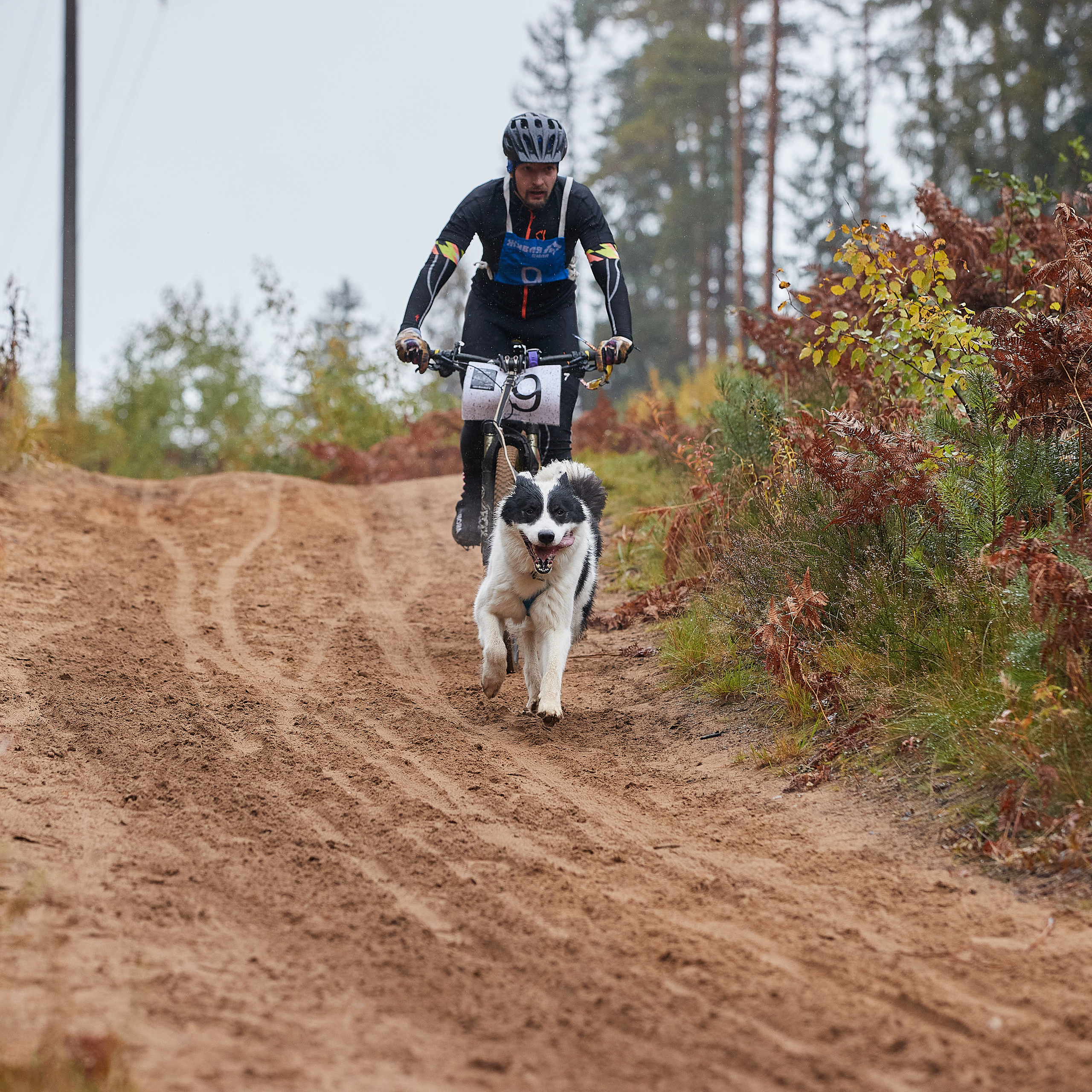 ЧЕМПИОНАТ РОССИИ РКФ 25–26 сентября 2021 г. ФОТОГРАФ-АНИМАЛИСТ l LANA POLYAKOVA
