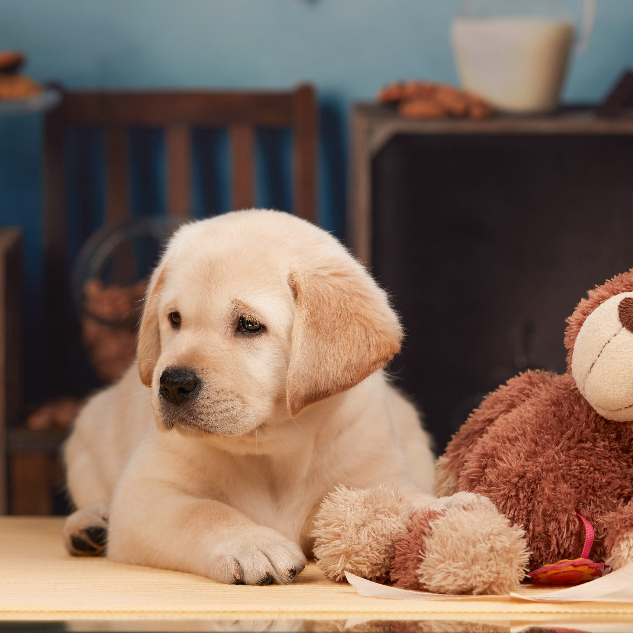 🍁Осенний лялькопад 🍁. ФОТОГРАФ-АНИМАЛИСТ l LANA POLYAKOVA