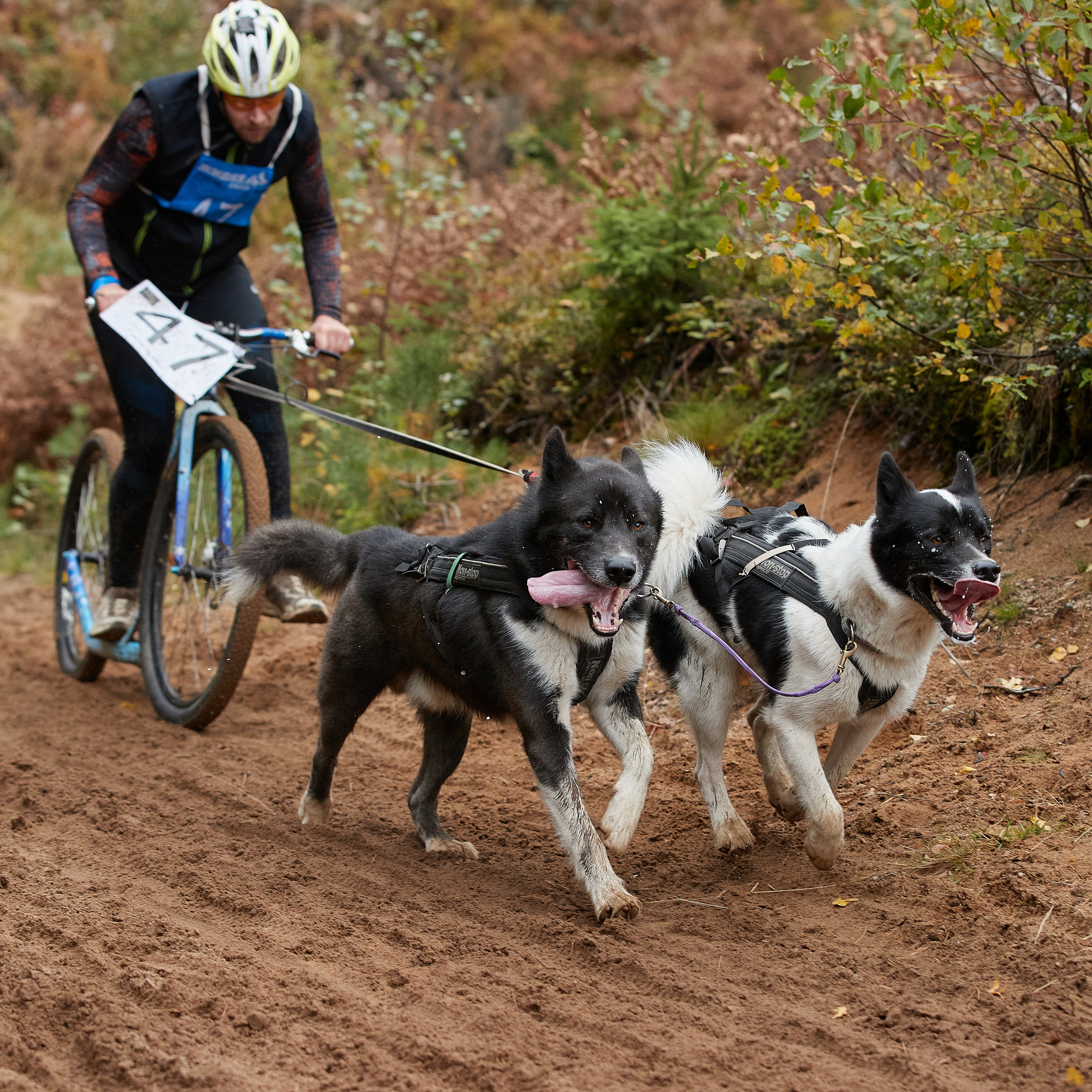 ЧЕМПИОНАТ РОССИИ РКФ 25–26 сентября 2021 г. ФОТОГРАФ-АНИМАЛИСТ l LANA POLYAKOVA