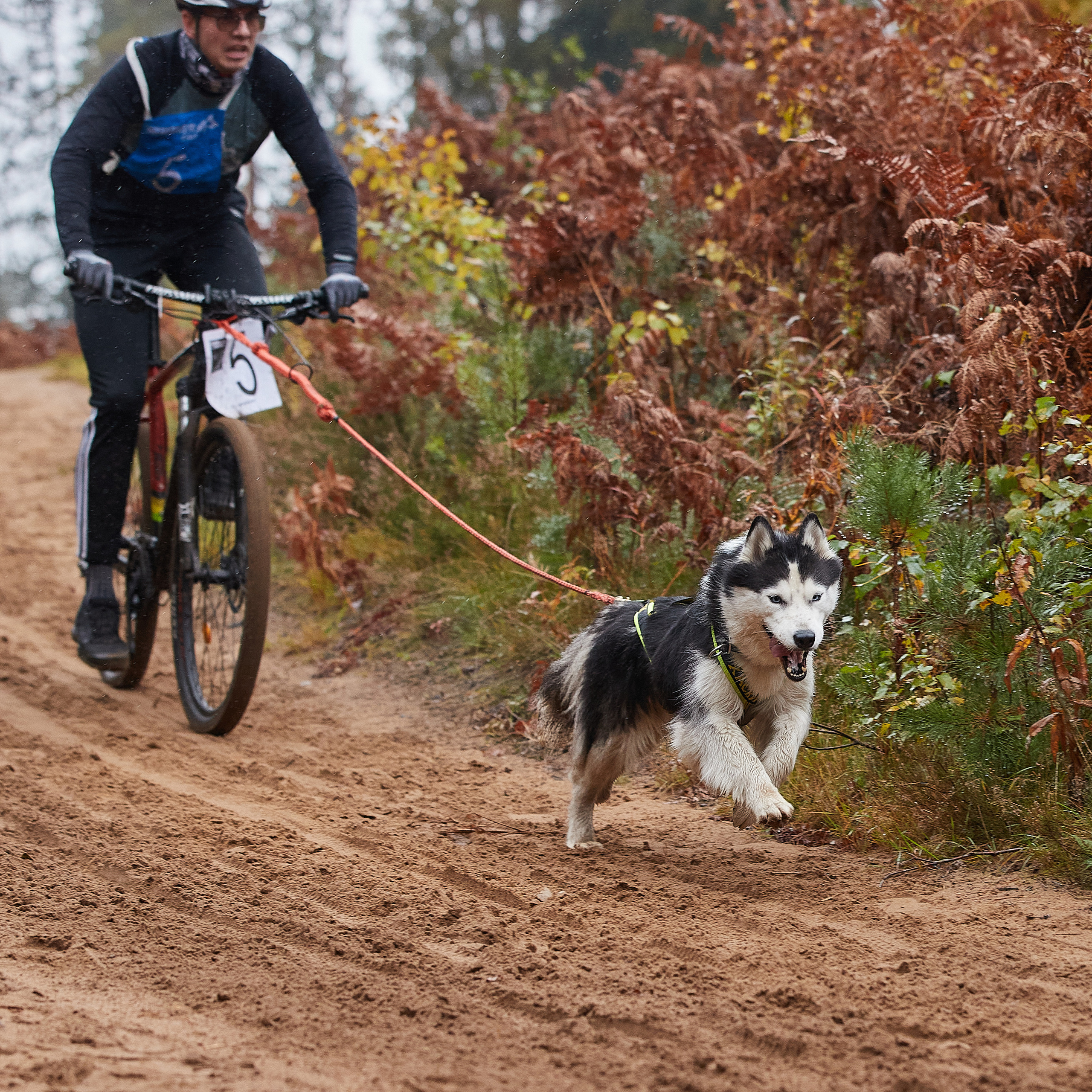 ЧЕМПИОНАТ РОССИИ РКФ 25–26 сентября 2021 г. ФОТОГРАФ-АНИМАЛИСТ l LANA POLYAKOVA