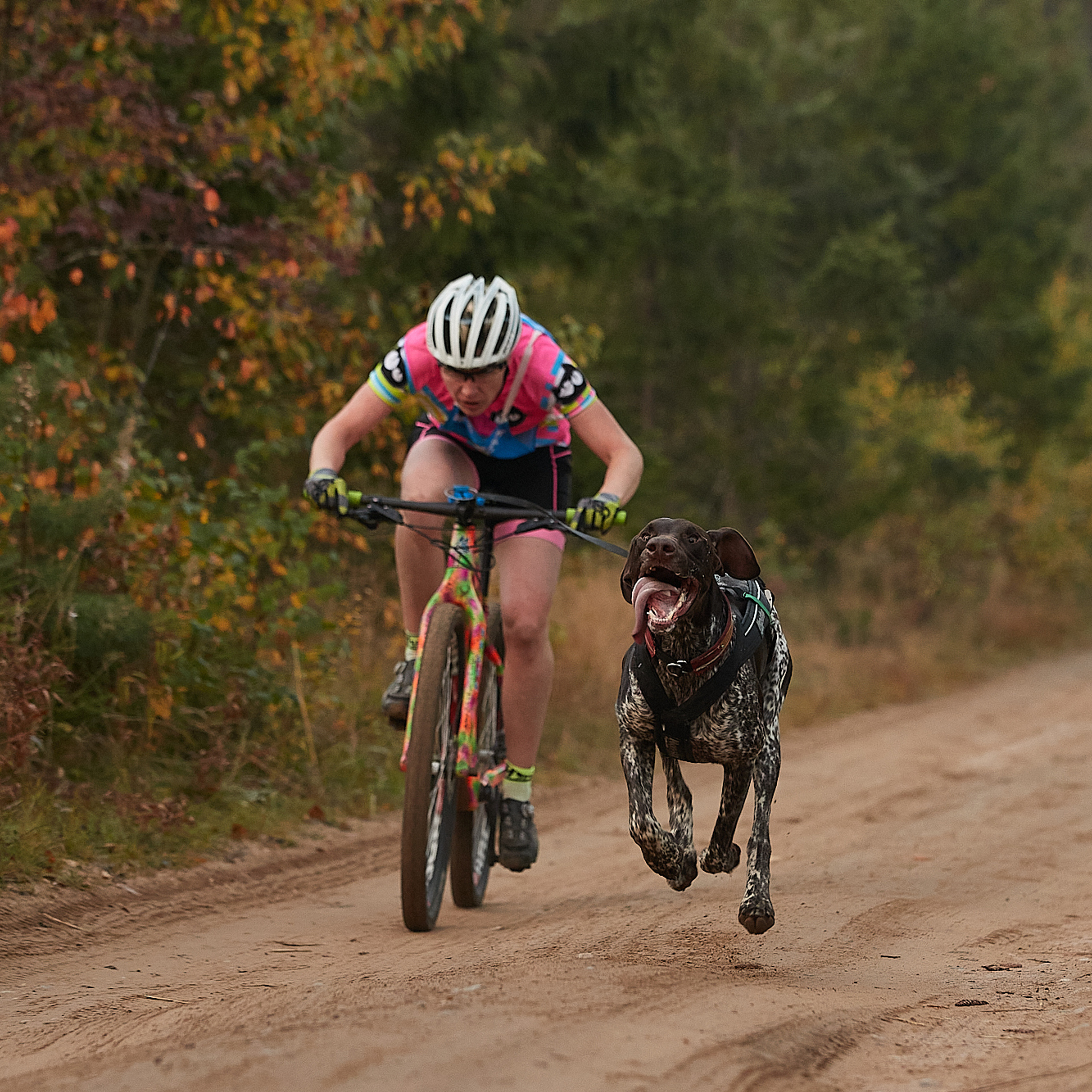 ЧЕМПИОНАТ РОССИИ РКФ 27 сентября 2020 г., 2й день. ФОТОГРАФ-АНИМАЛИСТ l LANA POLYAKOVA