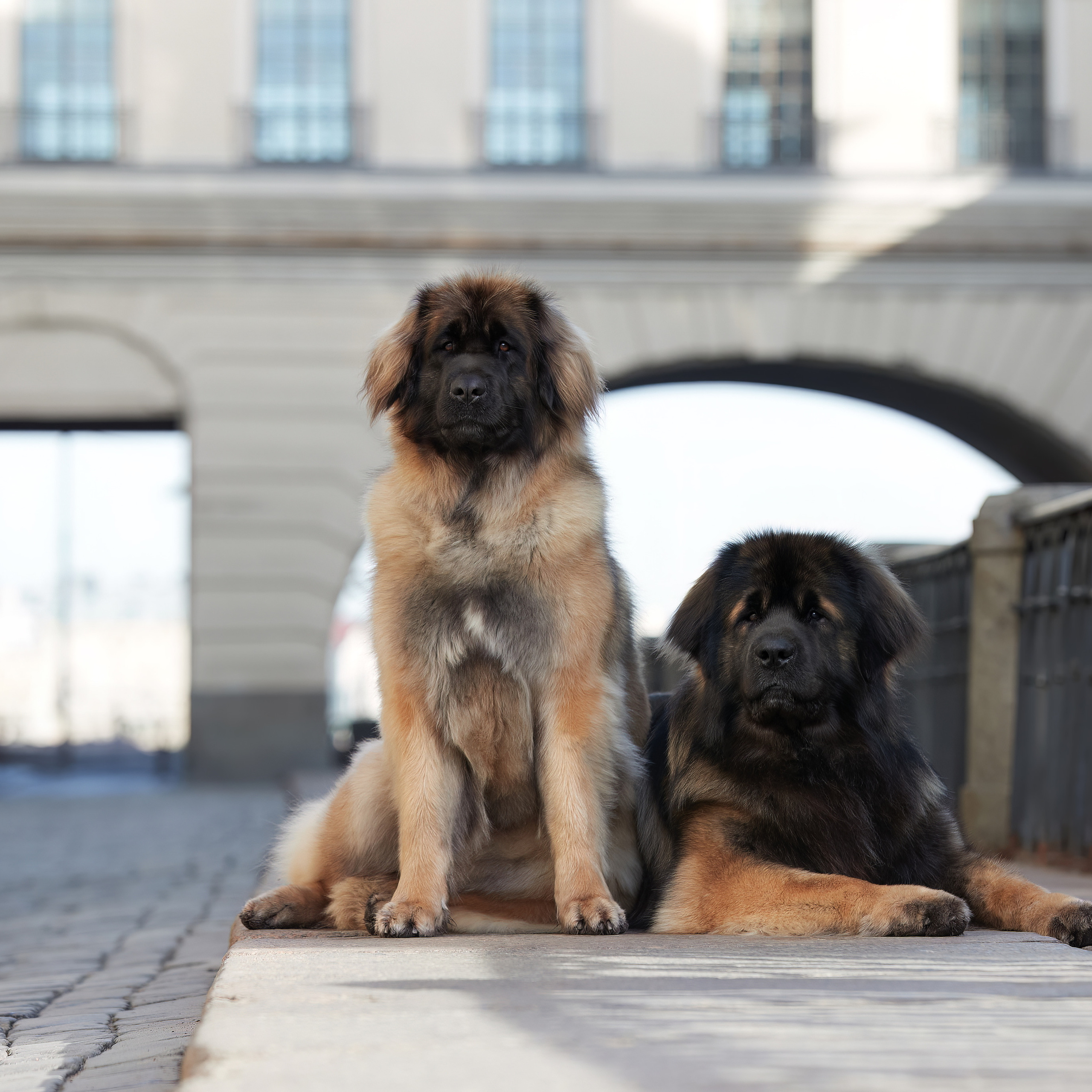 Леонбергеры в Санкт-Петербурге. ФОТОГРАФ-АНИМАЛИСТ l LANA POLYAKOVA