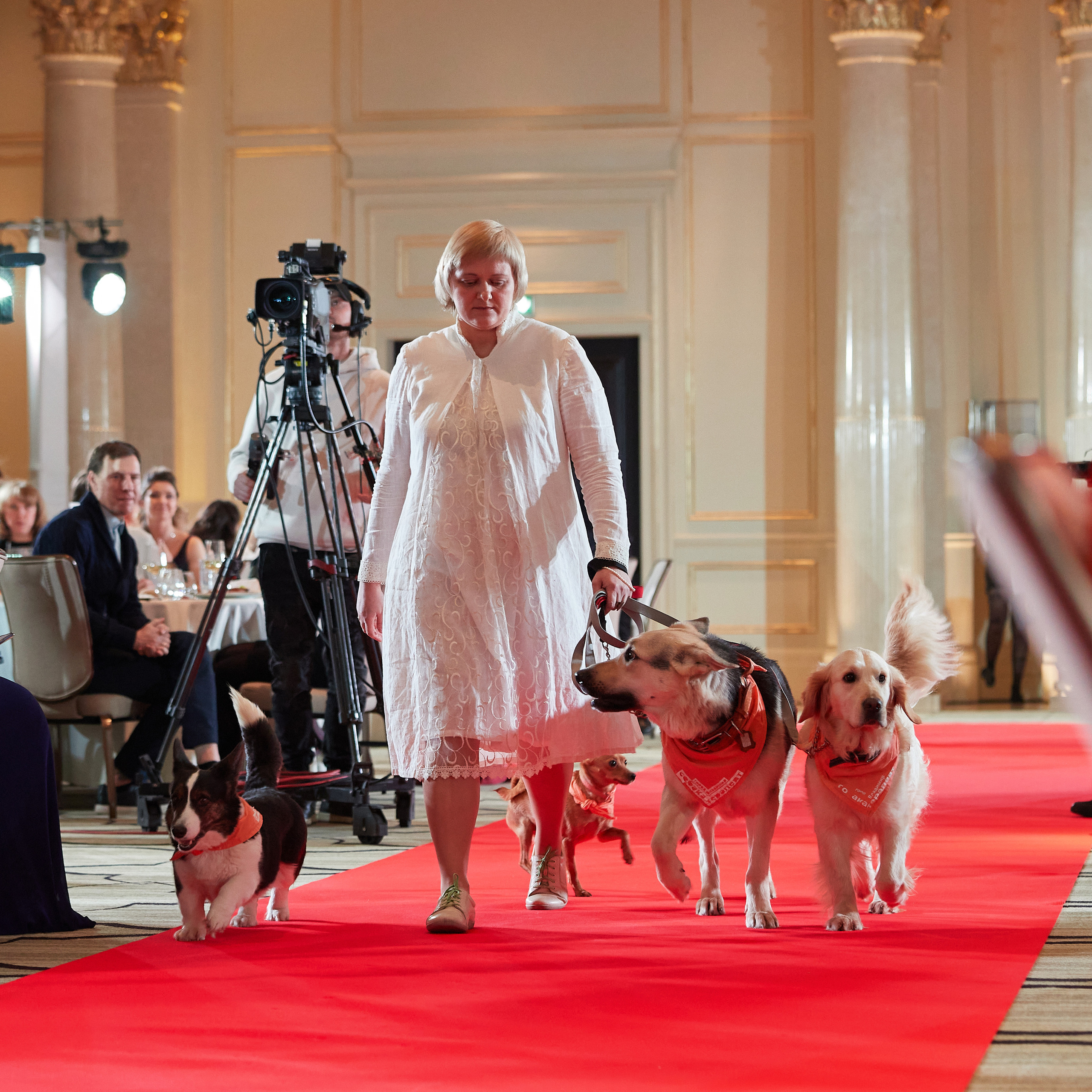 Репортаж с церемонии «BEST RUSSIAN DOG 2022». ФОТОГРАФ-АНИМАЛИСТ l LANA POLYAKOVA