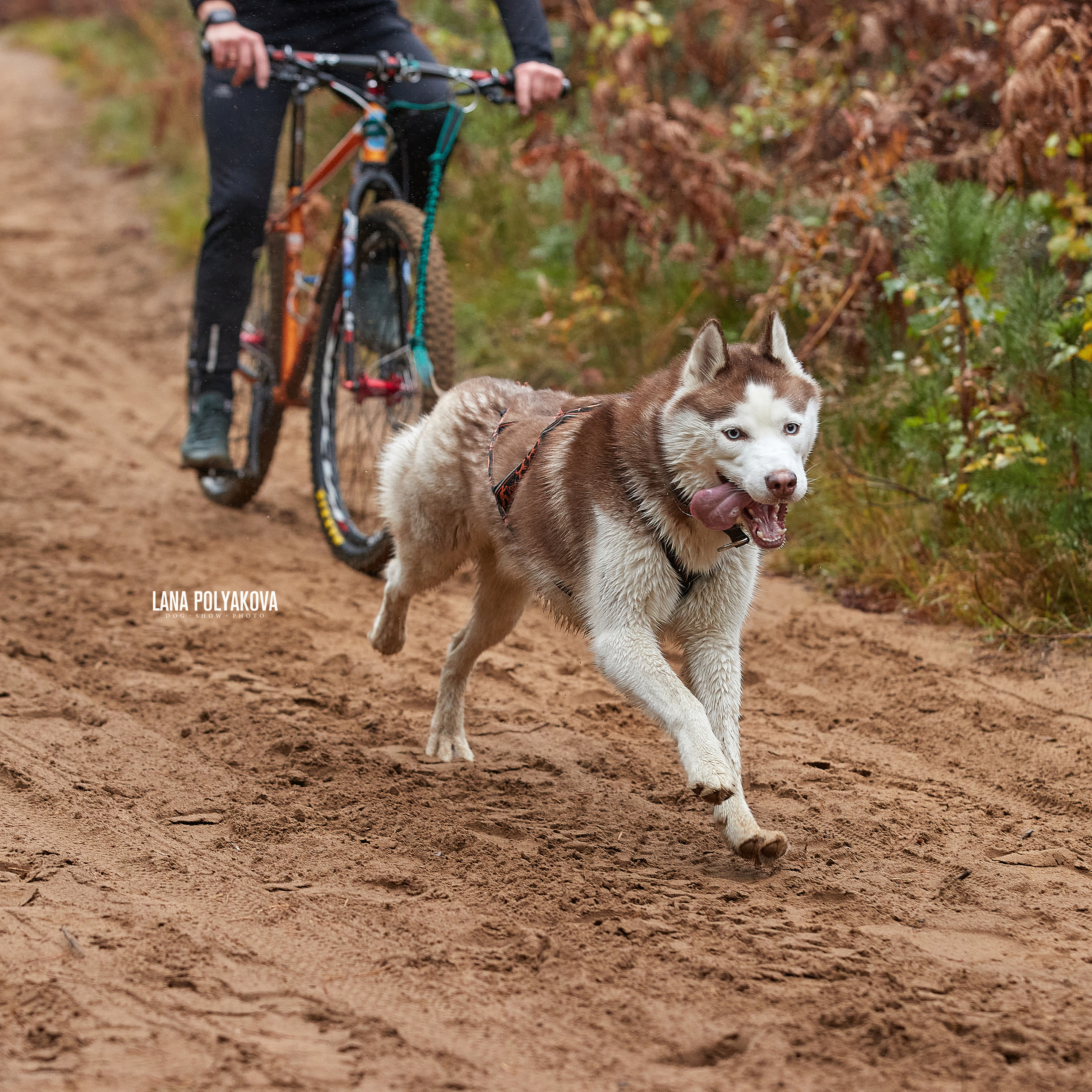 ЧЕМПИОНАТ РОССИИ РКФ 25–26 сентября 2021 г. ФОТОГРАФ-АНИМАЛИСТ l LANA POLYAKOVA