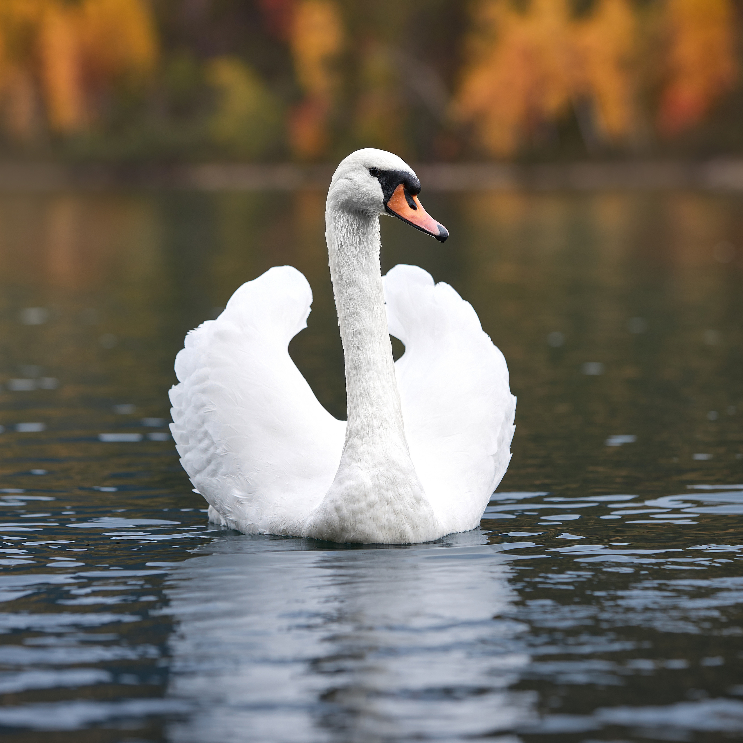 Путешествие к Байкалу. Фотосессии в Иркутске. ФОТОГРАФ-АНИМАЛИСТ l LANA POLYAKOVA