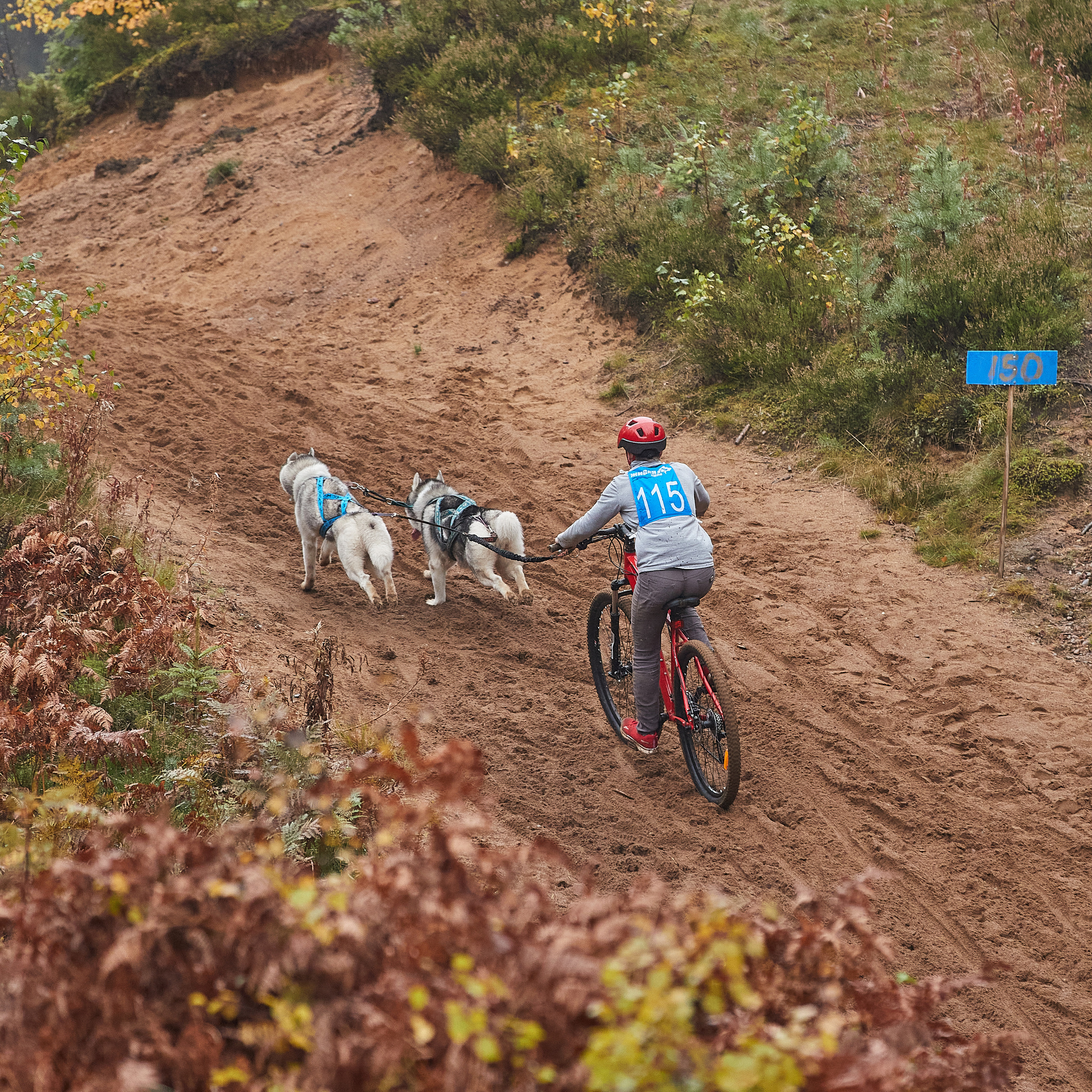 ЧЕМПИОНАТ РОССИИ РКФ 25–26 сентября 2021 г. ФОТОГРАФ-АНИМАЛИСТ l LANA POLYAKOVA