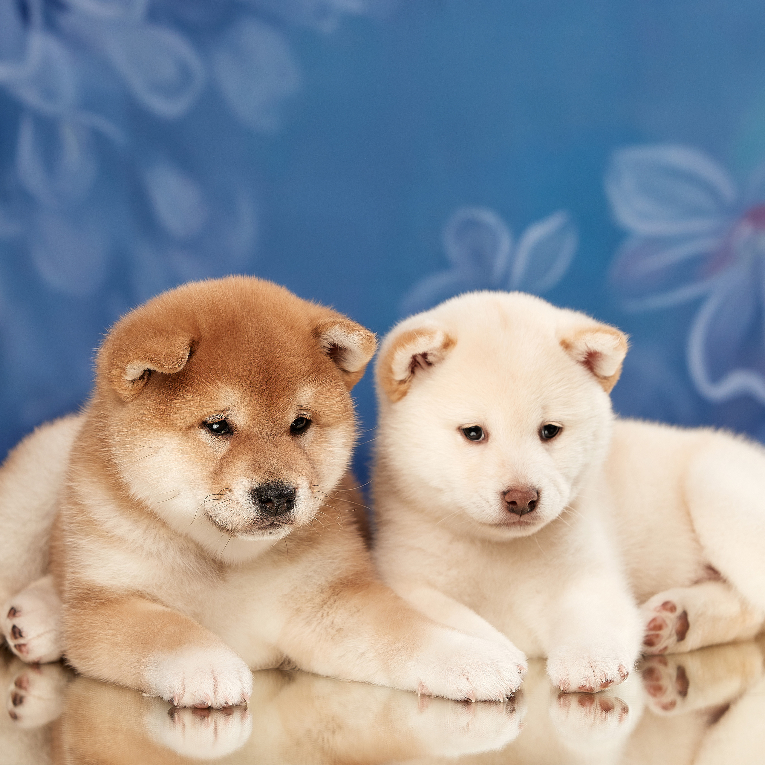 Съемка щенков на дому. ФОТОГРАФ-АНИМАЛИСТ l LANA POLYAKOVA