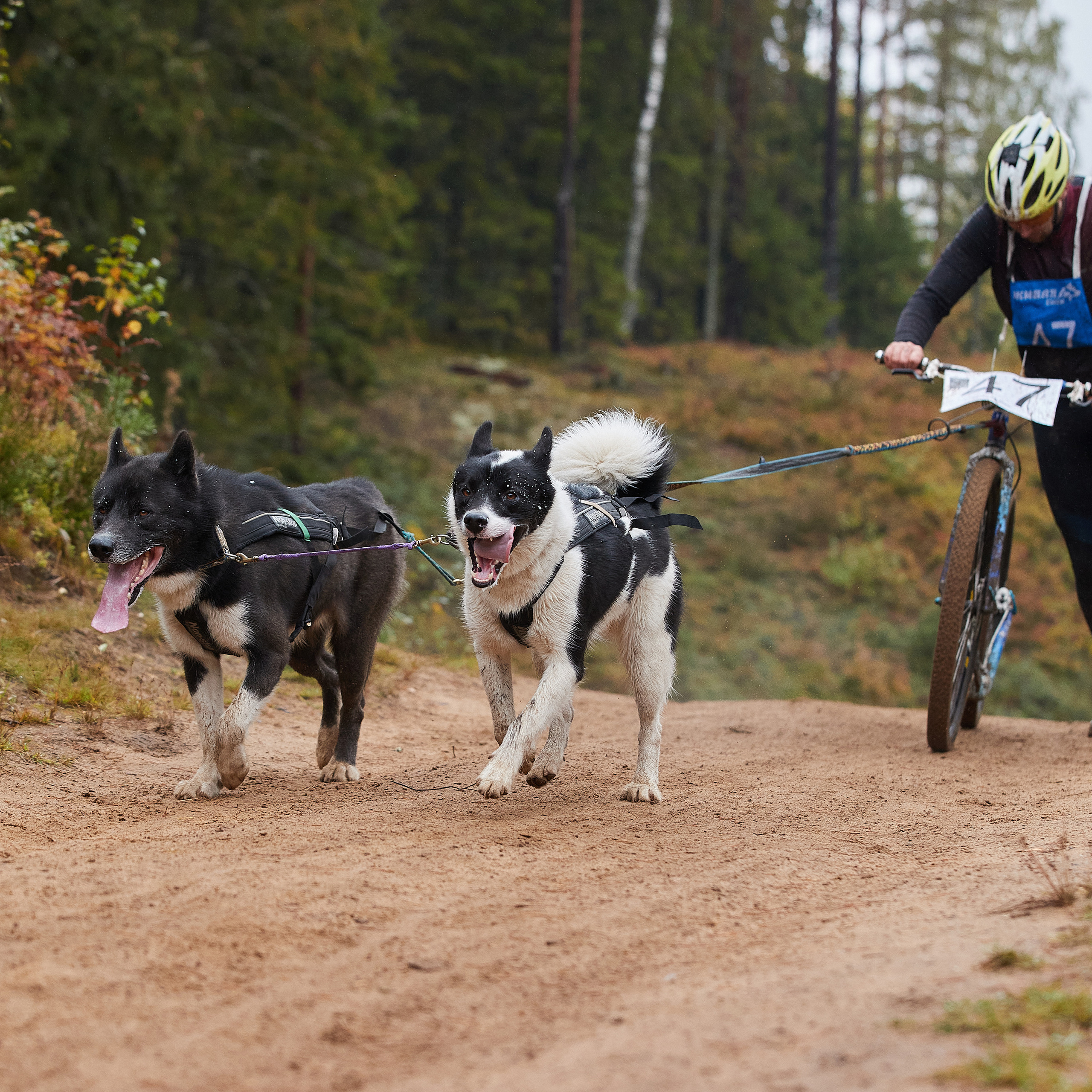 ЧЕМПИОНАТ РОССИИ РКФ 25–26 сентября 2021 г. ФОТОГРАФ-АНИМАЛИСТ l LANA POLYAKOVA
