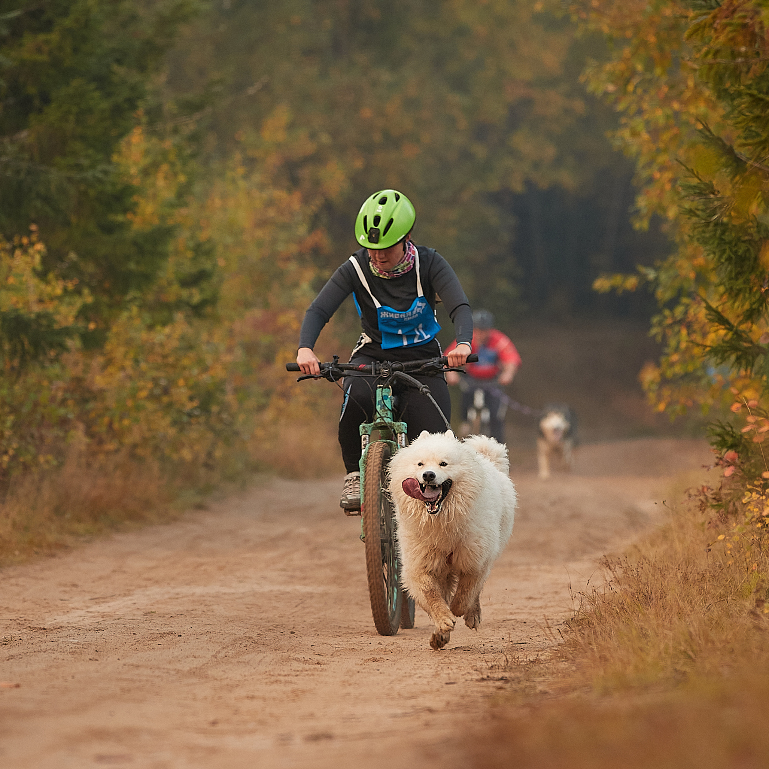 ЧЕМПИОНАТ РОССИИ РКФ 27 сентября 2020 г., 2й день. ФОТОГРАФ-АНИМАЛИСТ l LANA POLYAKOVA
