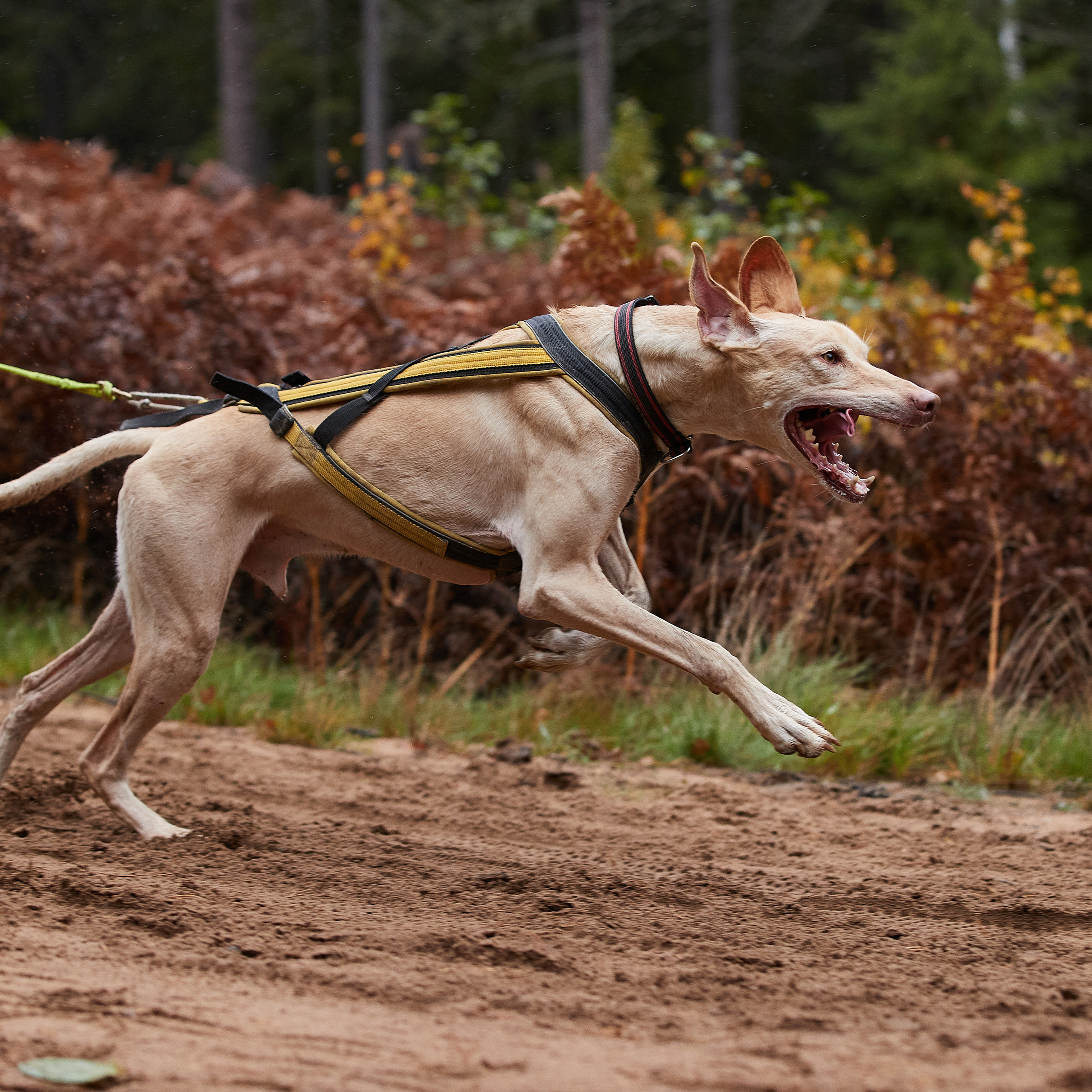 ЧЕМПИОНАТ РОССИИ РКФ 25–26 сентября 2021 г. ФОТОГРАФ-АНИМАЛИСТ l LANA POLYAKOVA