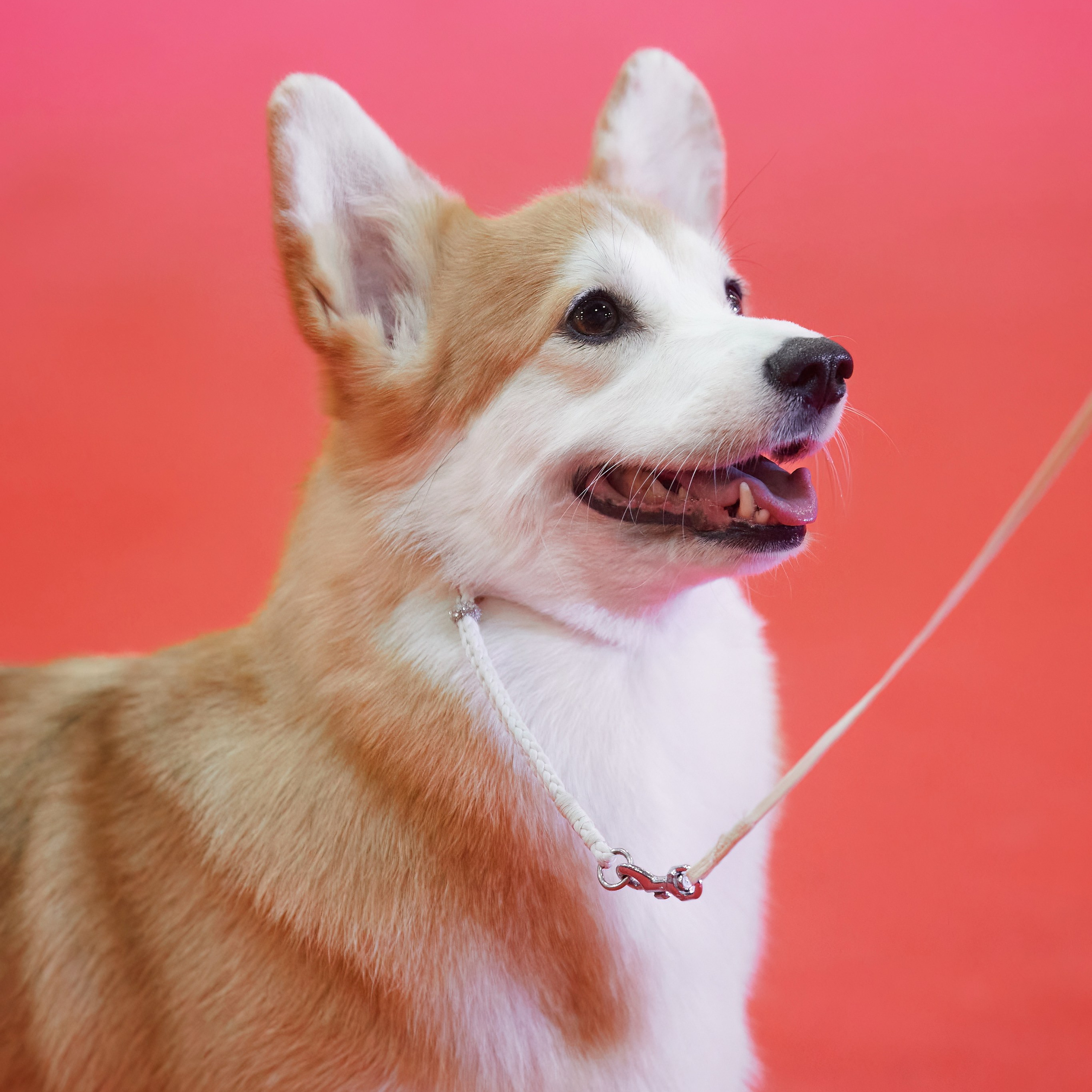 Шоу чемпионов «ЛУЧШИЕ СОБАКИ РОССИИ». ФОТОГРАФ-АНИМАЛИСТ l LANA POLYAKOVA