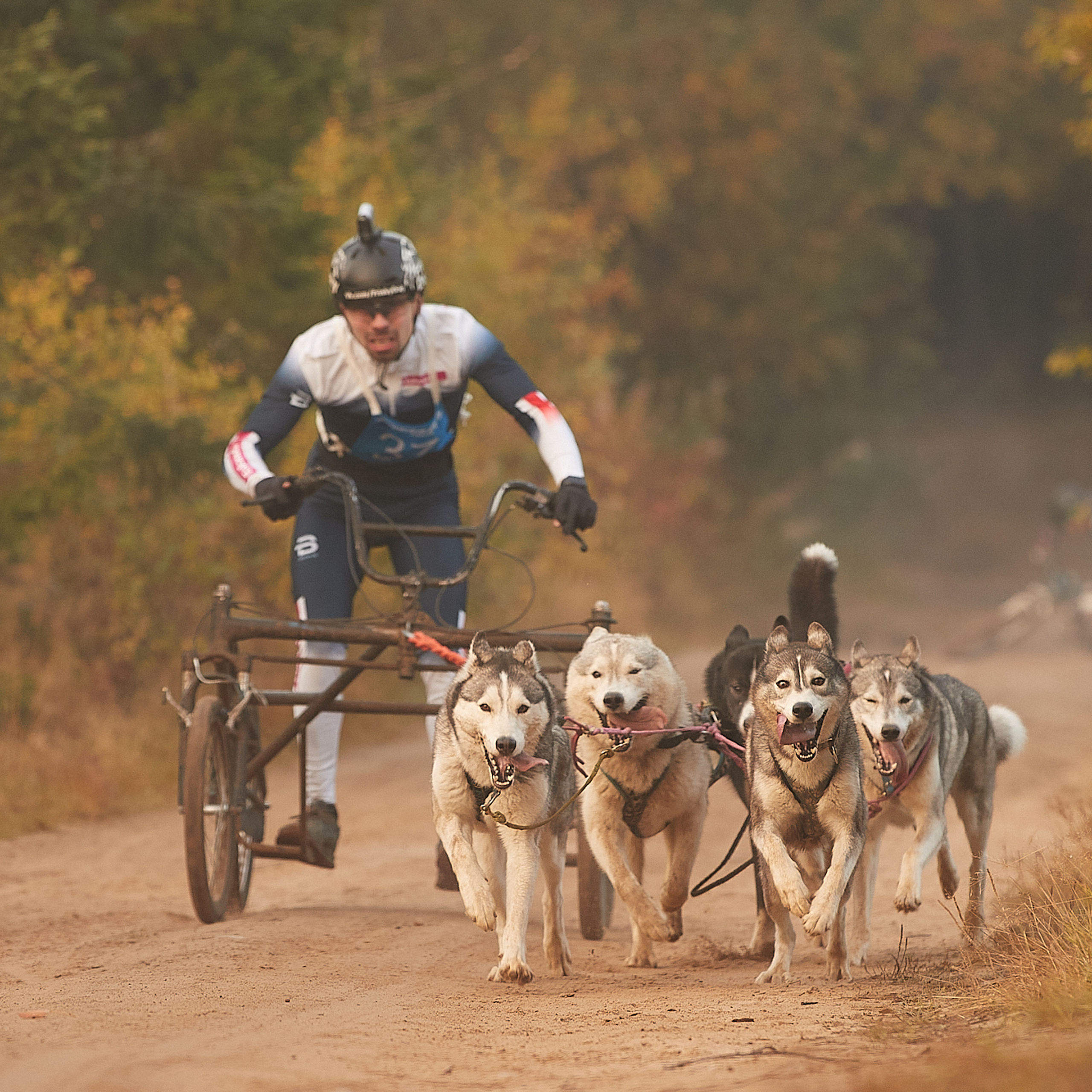 ЧЕМПИОНАТ РОССИИ РКФ 27 сентября 2020 г., 2й день. ФОТОГРАФ-АНИМАЛИСТ l LANA POLYAKOVA