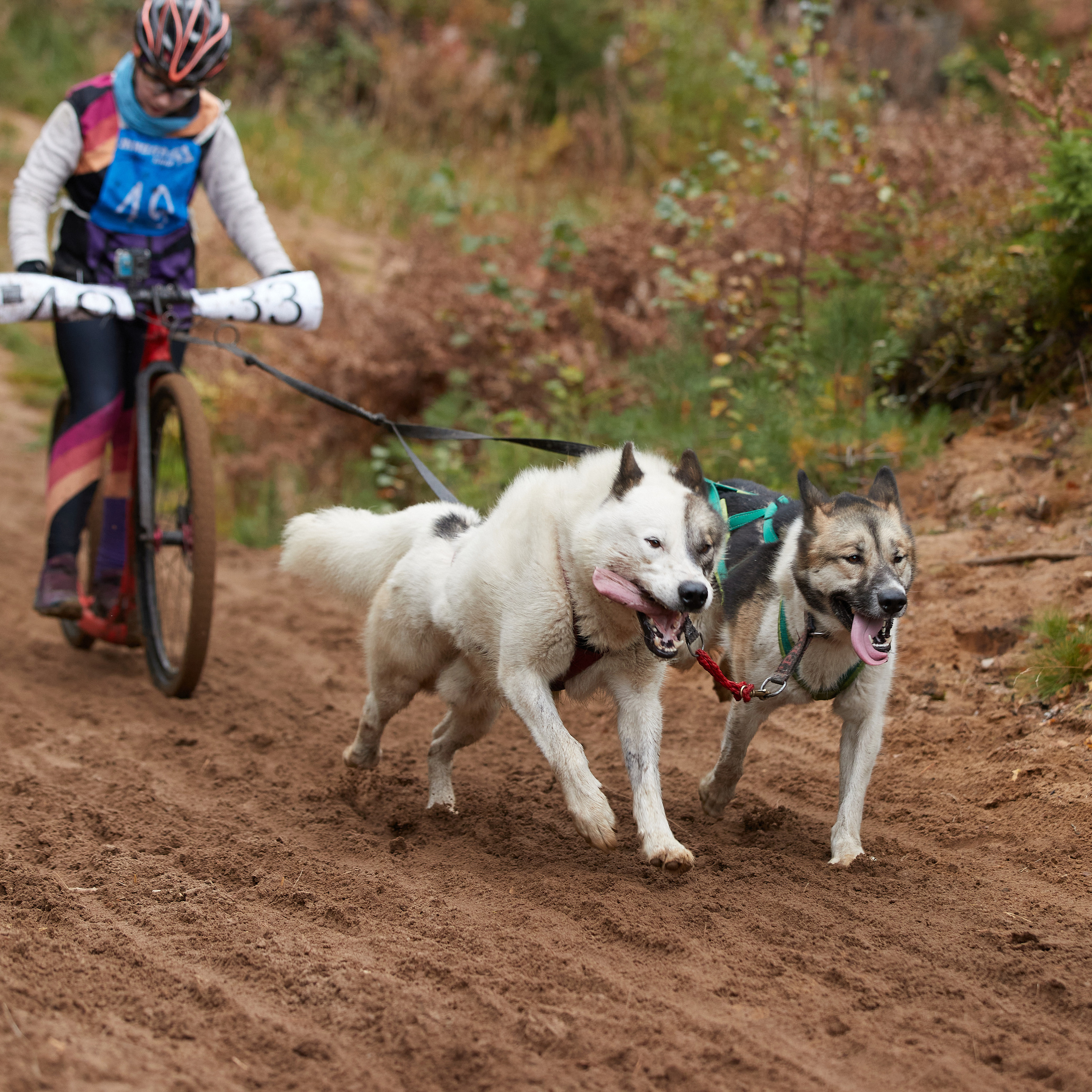 ЧЕМПИОНАТ РОССИИ РКФ 25–26 сентября 2021 г. ФОТОГРАФ-АНИМАЛИСТ l LANA POLYAKOVA