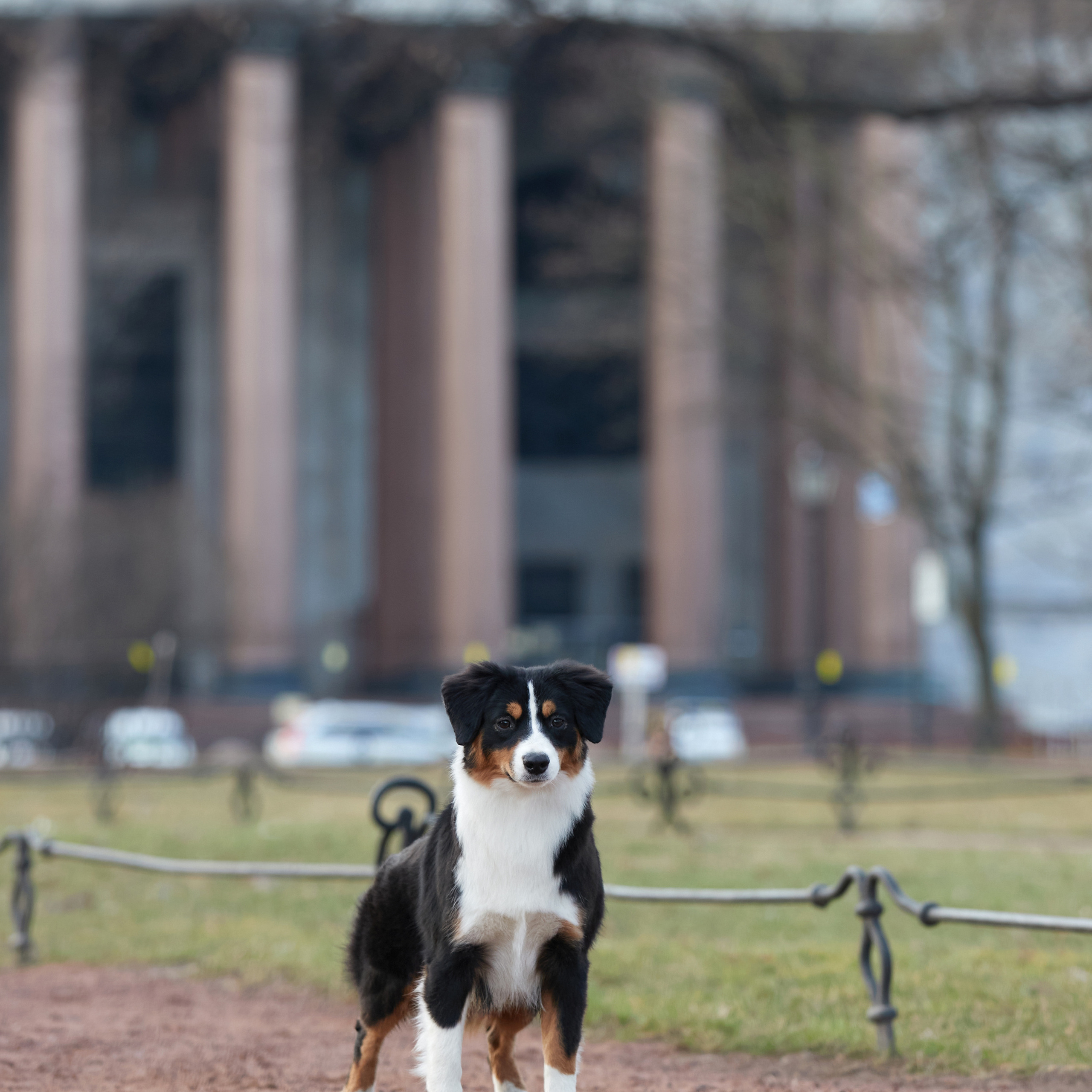 Большая рассветно-закатная съемка. ФОТОГРАФ-АНИМАЛИСТ l LANA POLYAKOVA