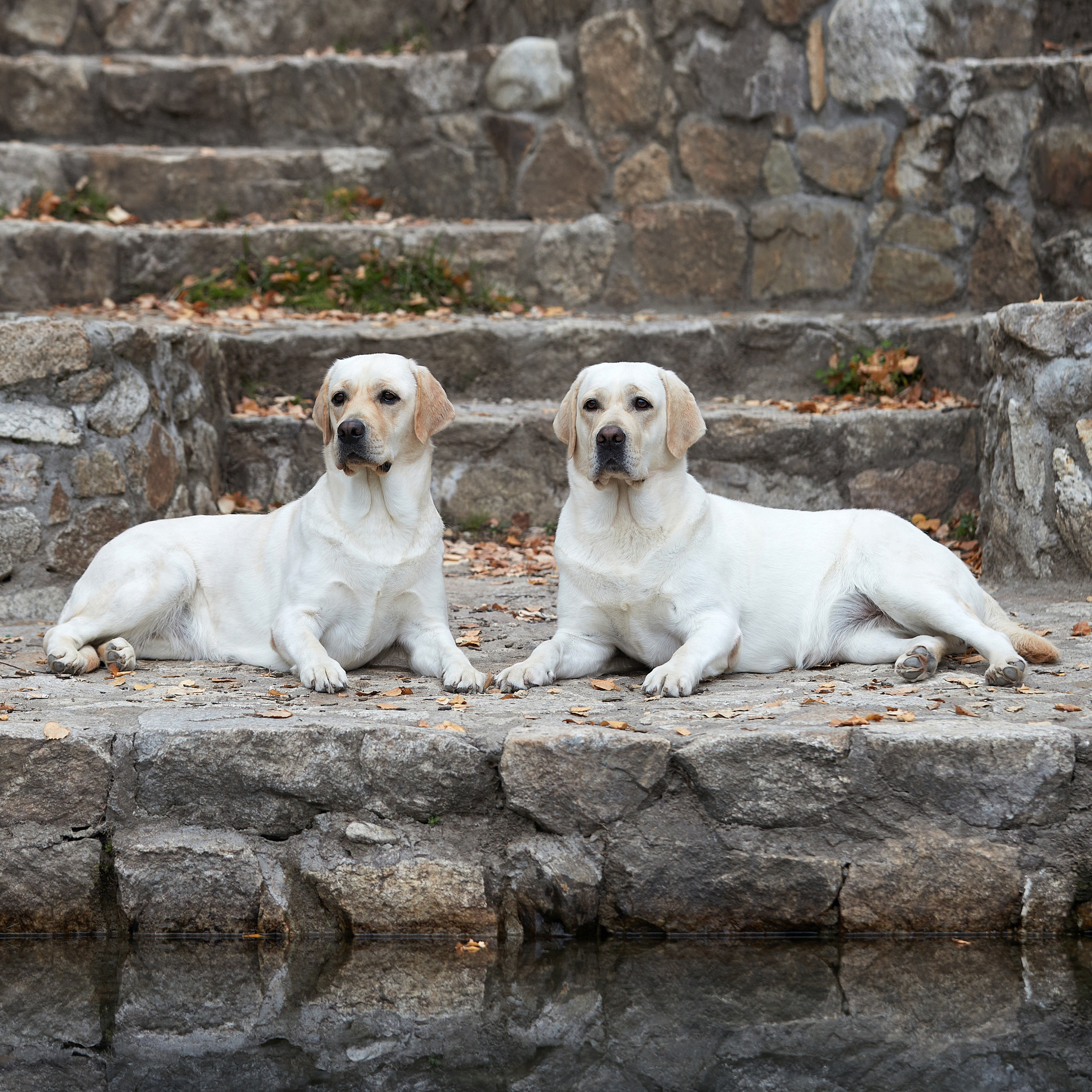 Путешествие к Байкалу. Фотосессии в Иркутске. ФОТОГРАФ-АНИМАЛИСТ l LANA POLYAKOVA