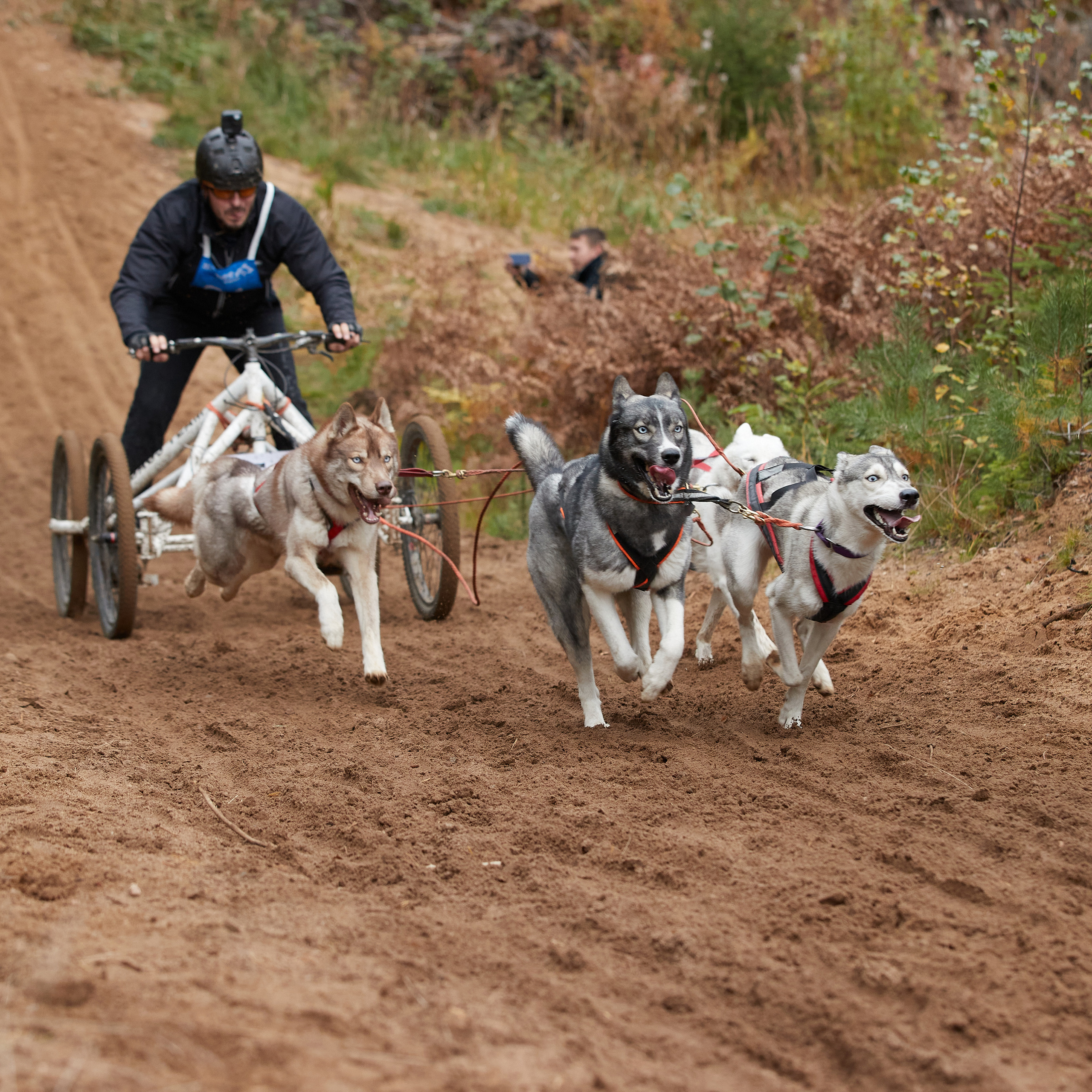 ЧЕМПИОНАТ РОССИИ РКФ 25–26 сентября 2021 г. ФОТОГРАФ-АНИМАЛИСТ l LANA POLYAKOVA