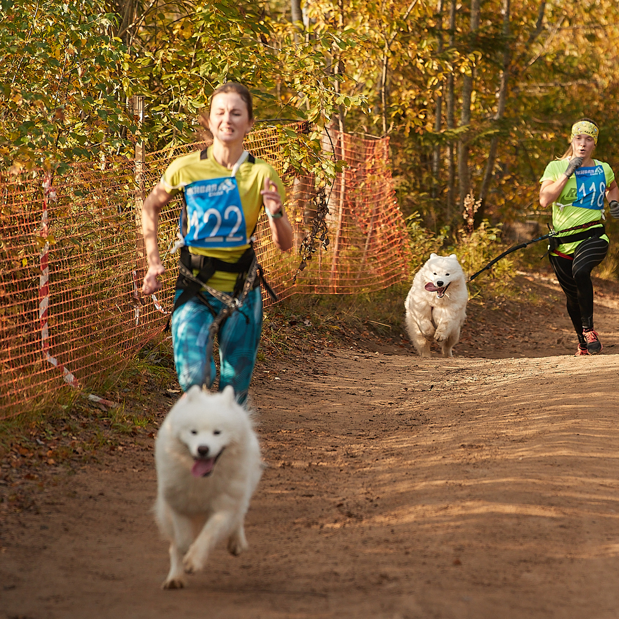 ЧЕМПИОНАТ РОССИИ РКФ 27 сентября 2020 г., 2й день. ФОТОГРАФ-АНИМАЛИСТ l LANA POLYAKOVA