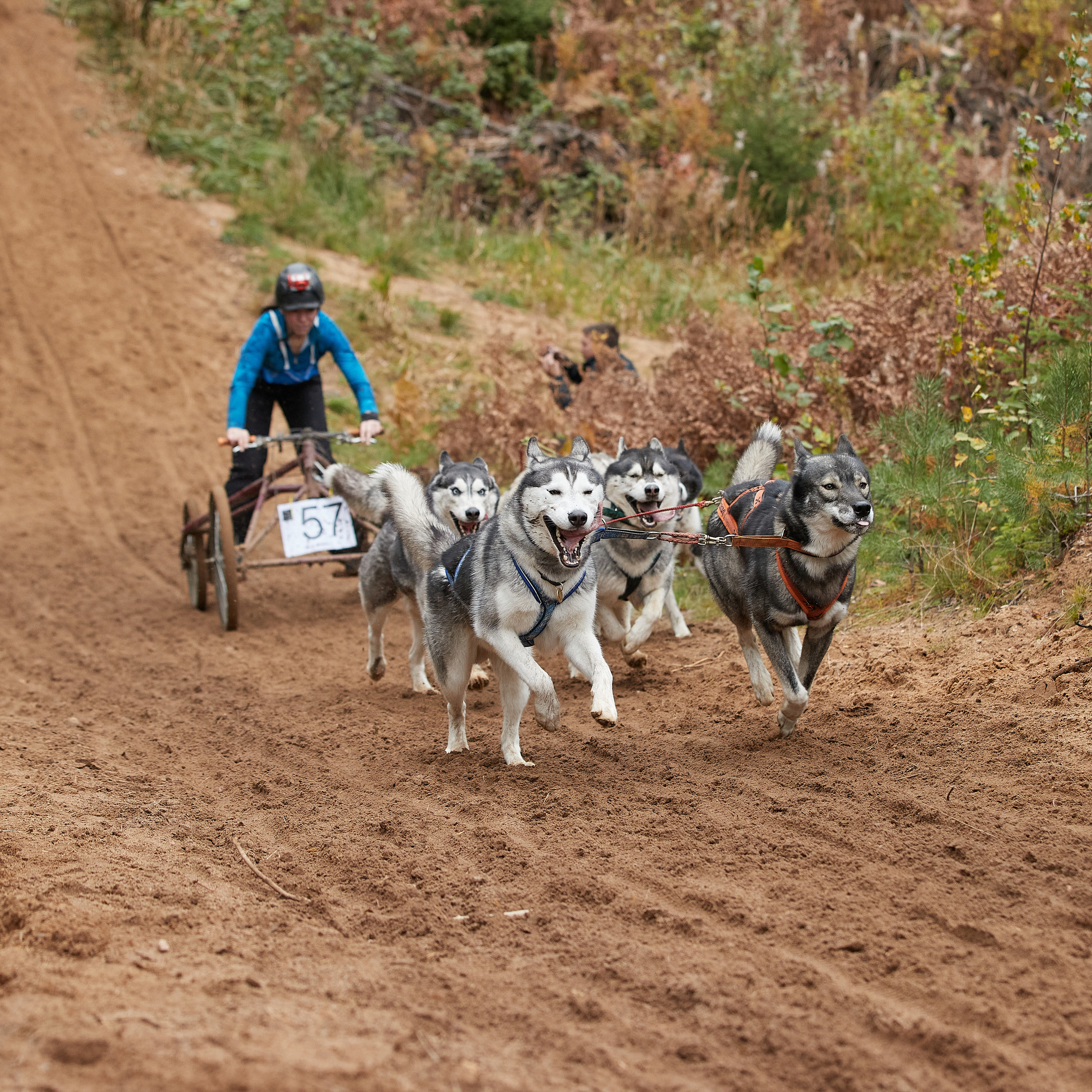 ЧЕМПИОНАТ РОССИИ РКФ 25–26 сентября 2021 г. ФОТОГРАФ-АНИМАЛИСТ l LANA POLYAKOVA