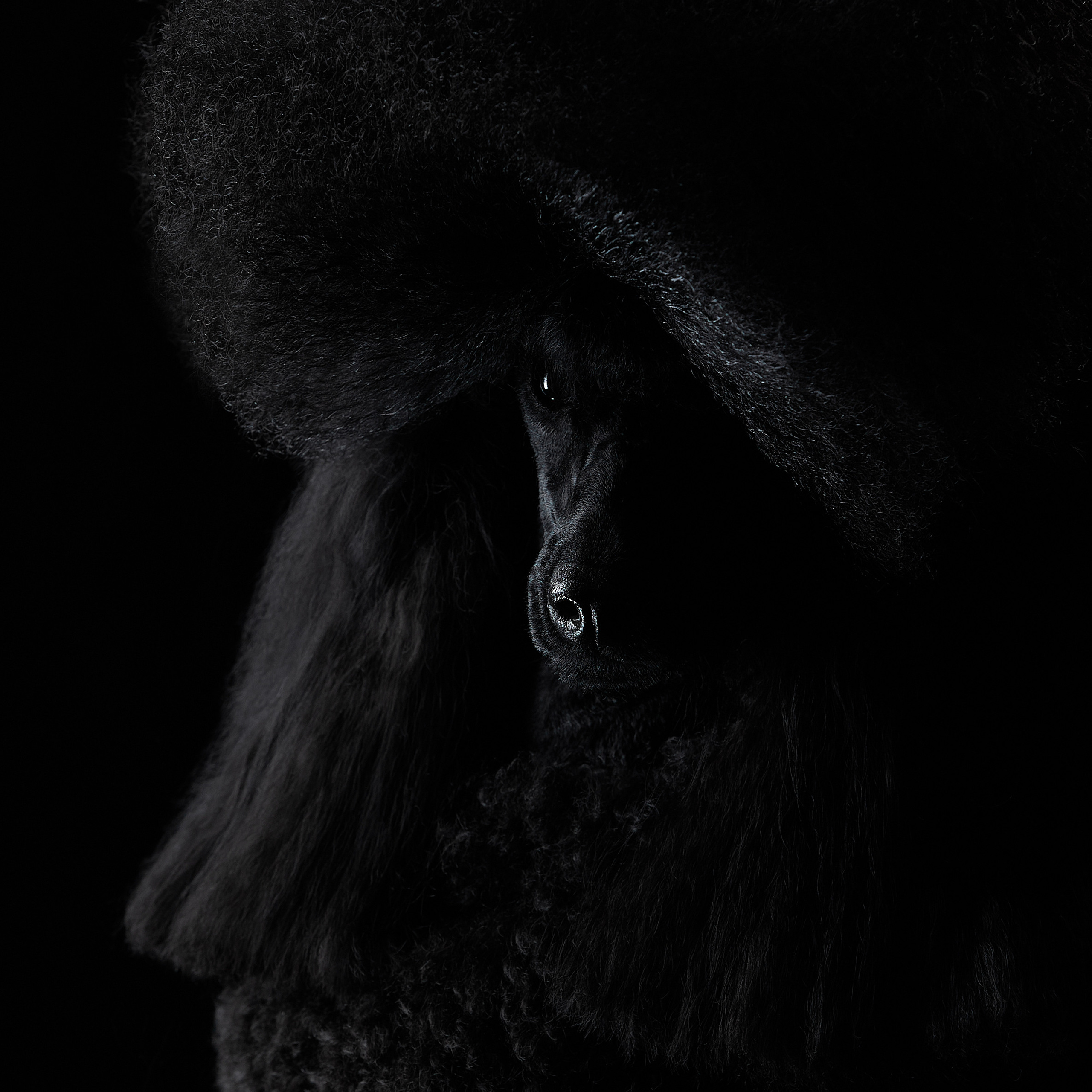 Черное на черном. ФОТОГРАФ-АНИМАЛИСТ l LANA POLYAKOVA