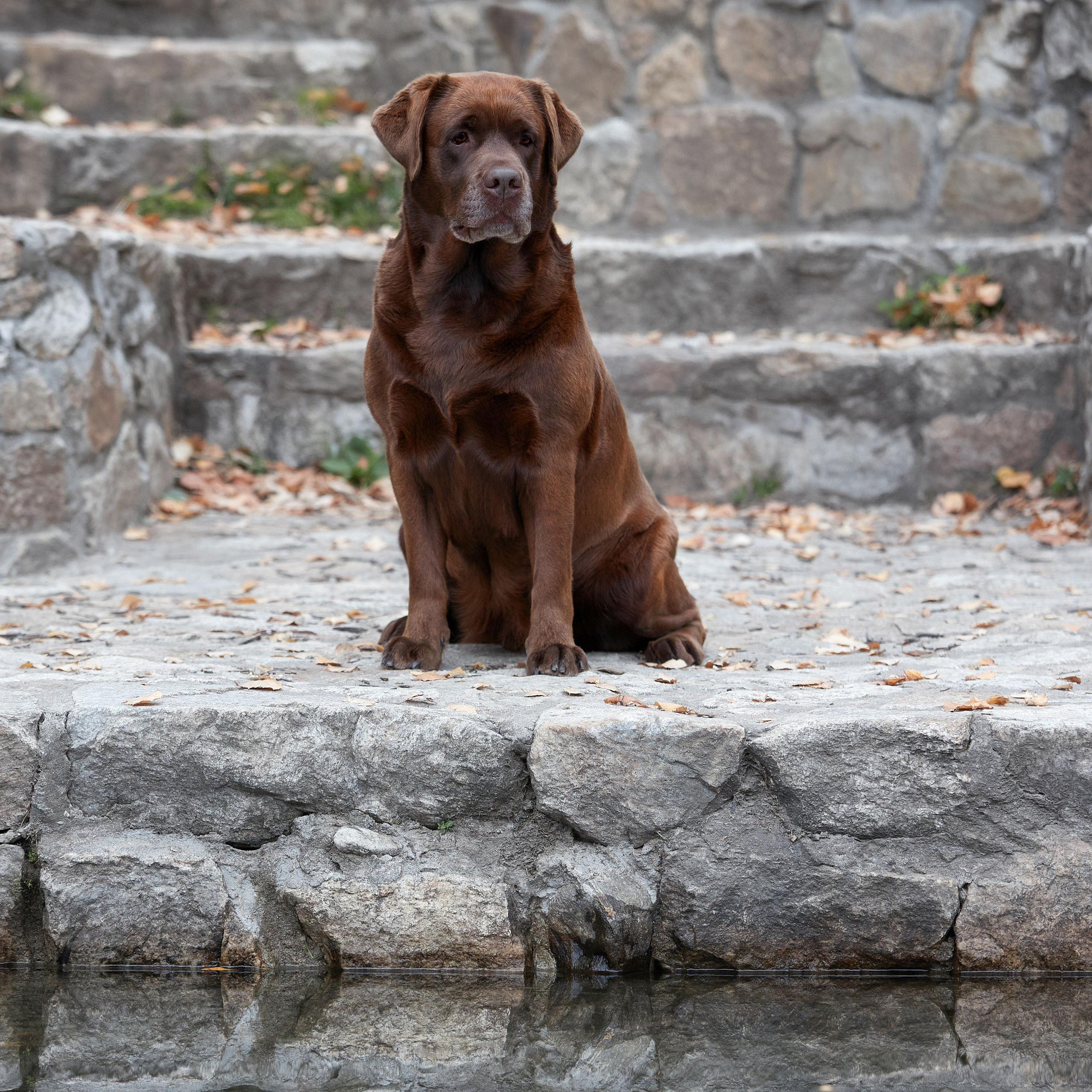 Путешествие к Байкалу. Фотосессии в Иркутске. ФОТОГРАФ-АНИМАЛИСТ l LANA POLYAKOVA