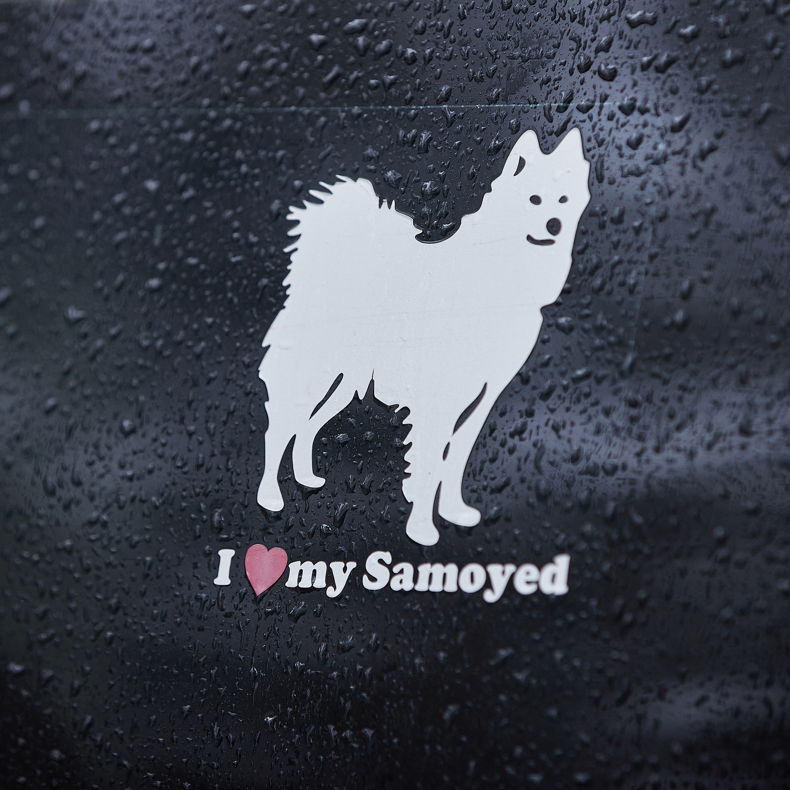 ЧЕМПИОНАТ РОССИИ РКФ 25–26 сентября 2021 г. ФОТОГРАФ-АНИМАЛИСТ l LANA POLYAKOVA