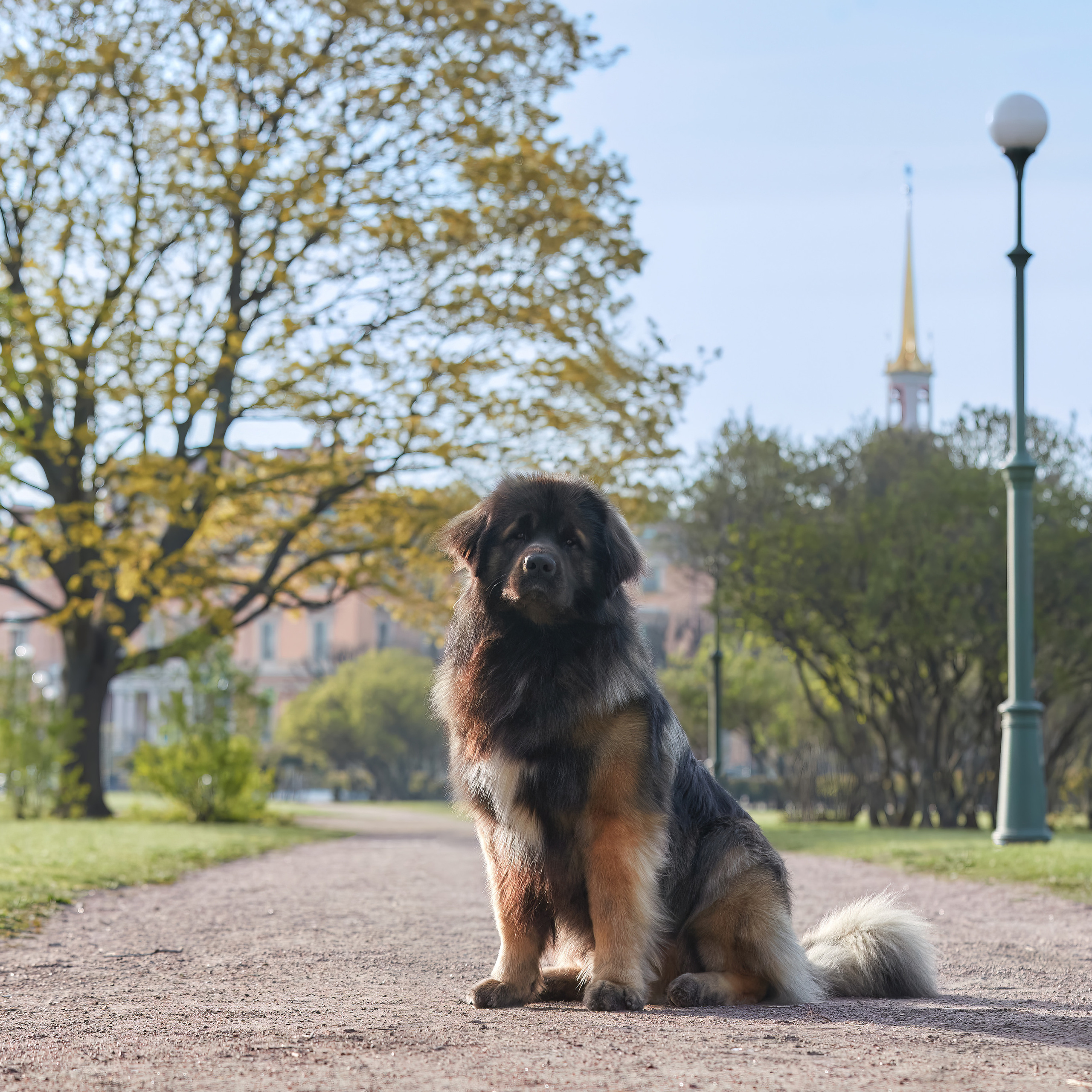 Леонбергеры в Санкт-Петербурге. ФОТОГРАФ-АНИМАЛИСТ l LANA POLYAKOVA