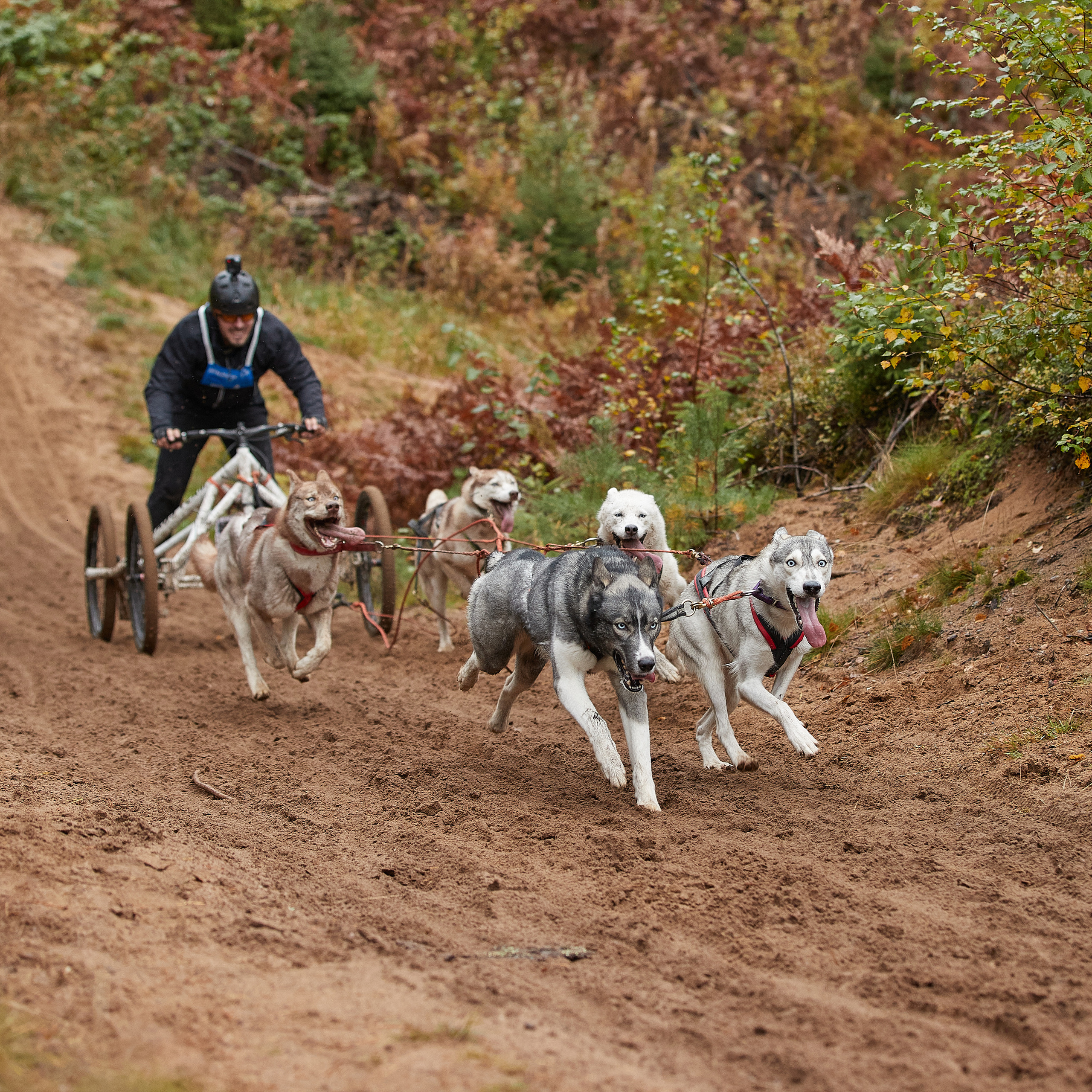 ЧЕМПИОНАТ РОССИИ РКФ 25–26 сентября 2021 г. ФОТОГРАФ-АНИМАЛИСТ l LANA POLYAKOVA
