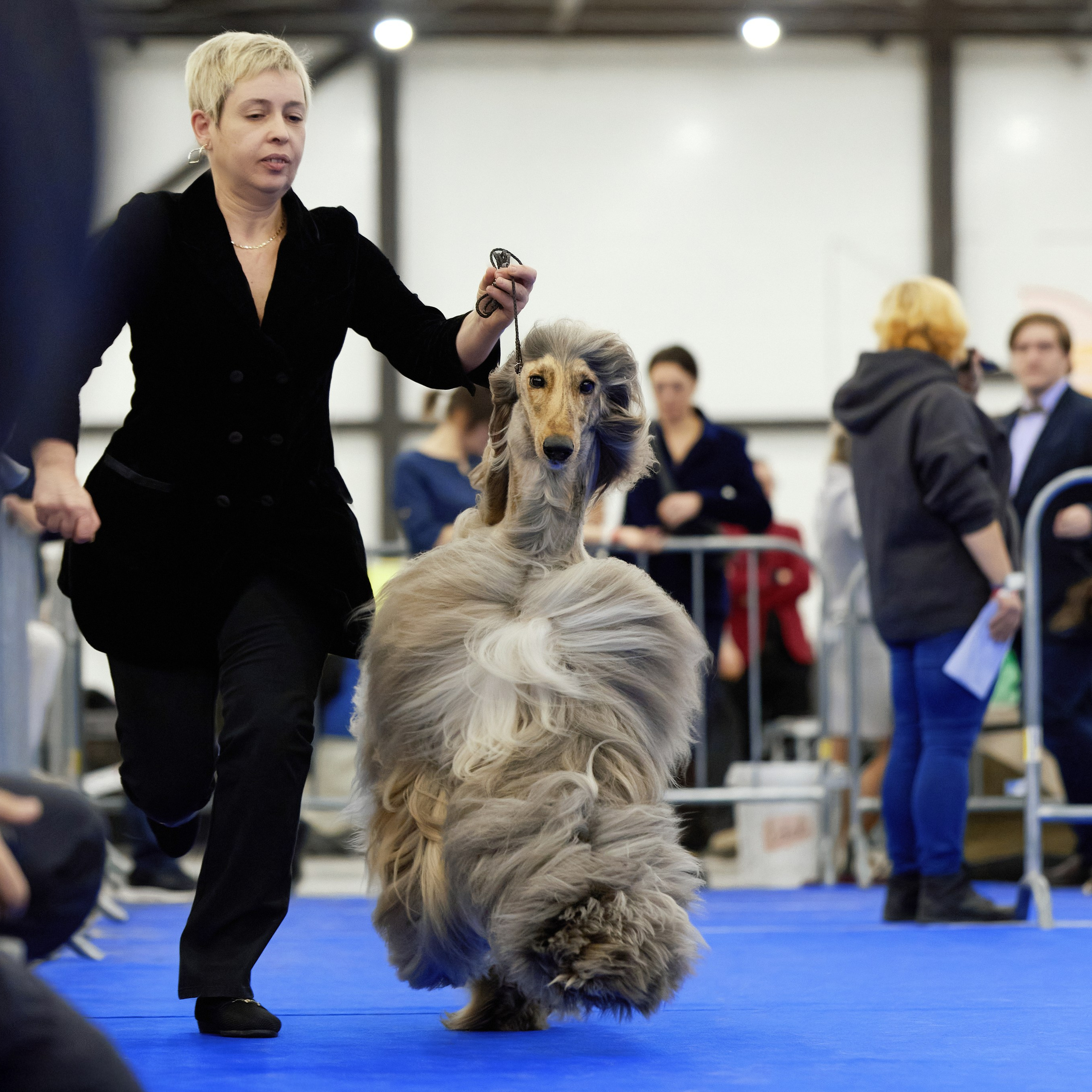 ВЫСТАВКА СОБАК С ОСОБЫМ СТАТУСОМ «НЕВСКИЙ ПОБЕДИТЕЛЬ» 12-13-14.12.2025. ФОТОГРАФ-АНИМАЛИСТ l LANA POLYAKOVA
