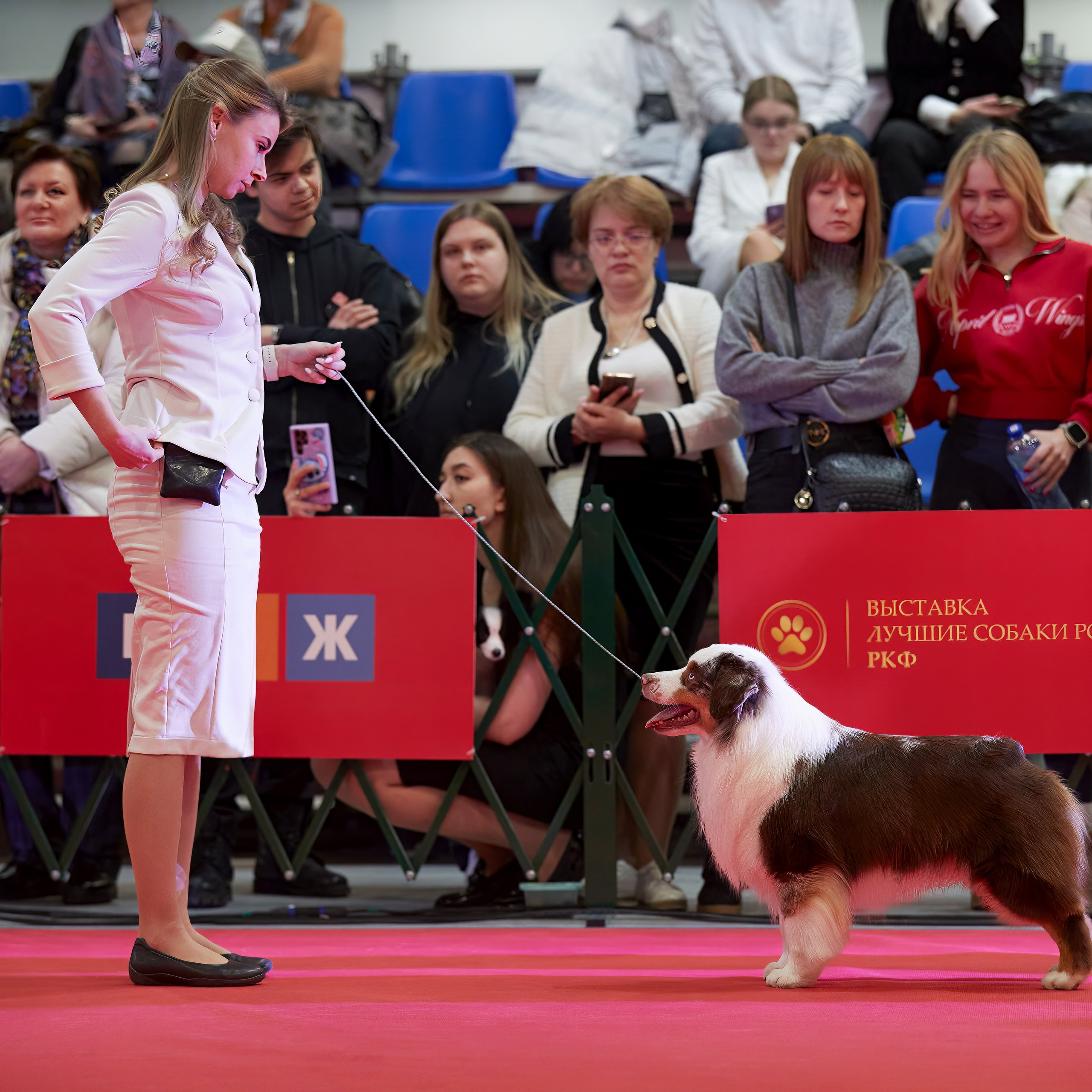 Шоу чемпионов «ЛУЧШИЕ СОБАКИ РОССИИ». ФОТОГРАФ-АНИМАЛИСТ l LANA POLYAKOVA