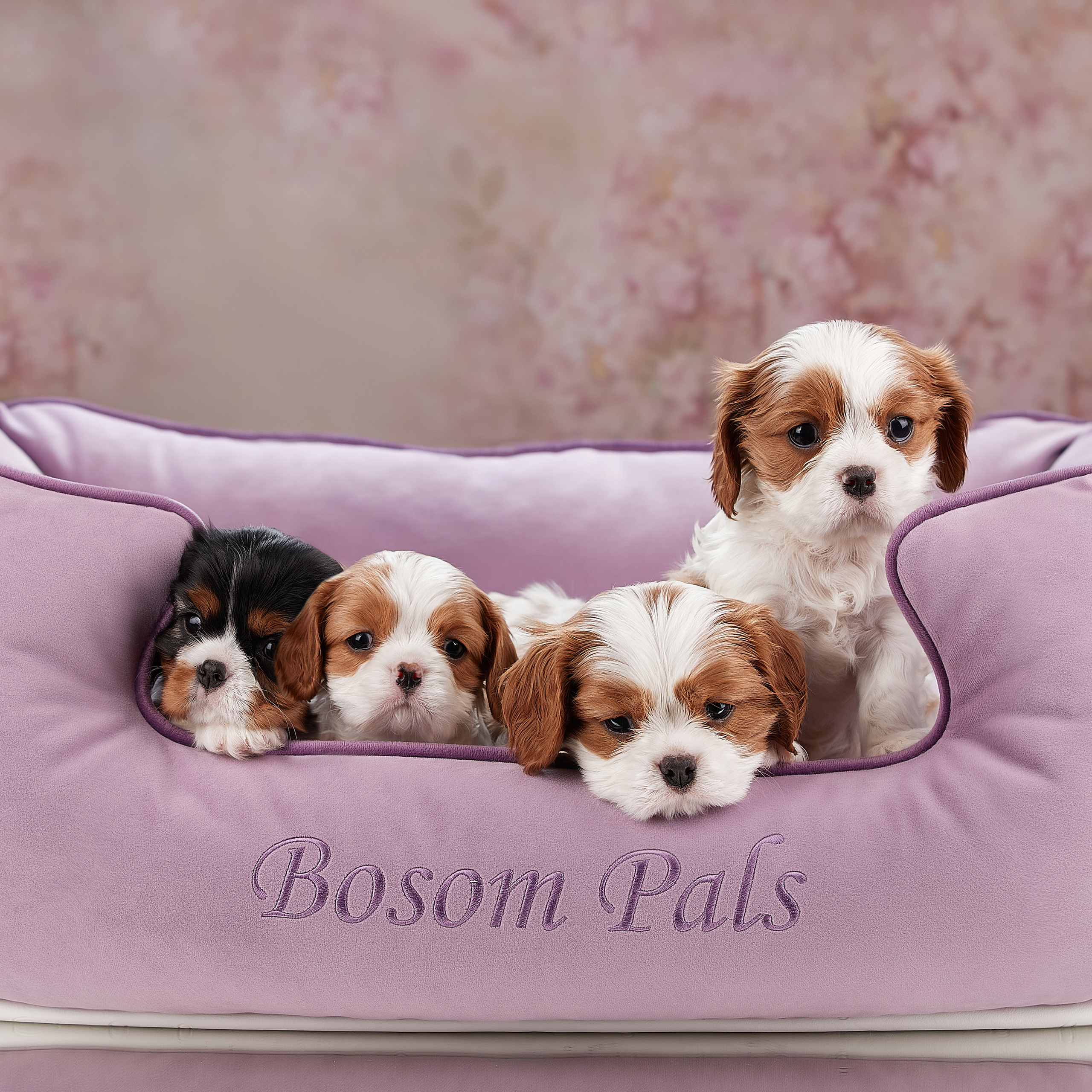 Домашняя фотосессия малышей кавалеров. ФОТОГРАФ-АНИМАЛИСТ l LANA POLYAKOVA